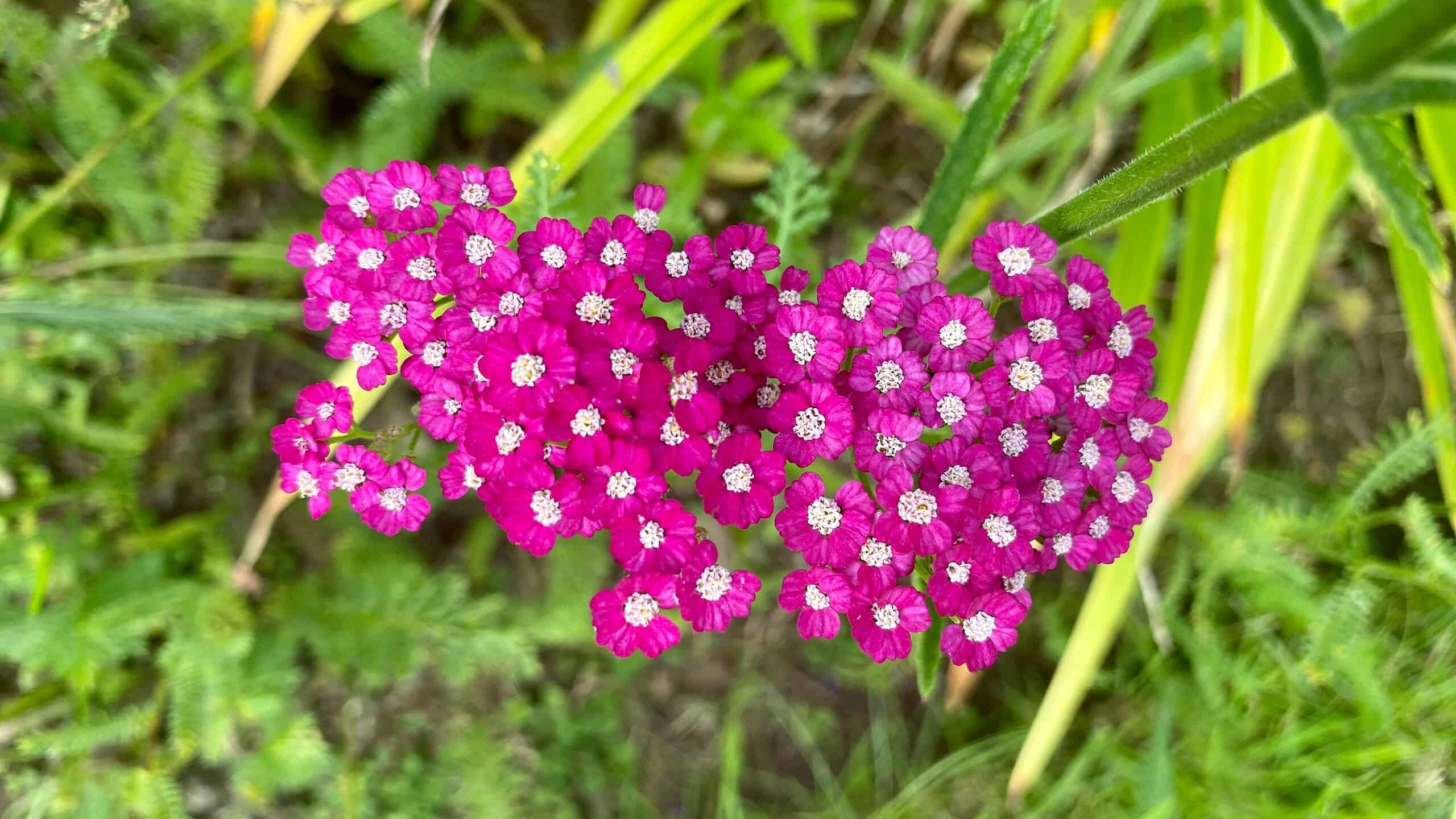 What To Do In The Garden In September garden-in-september-achillea-deep-pink