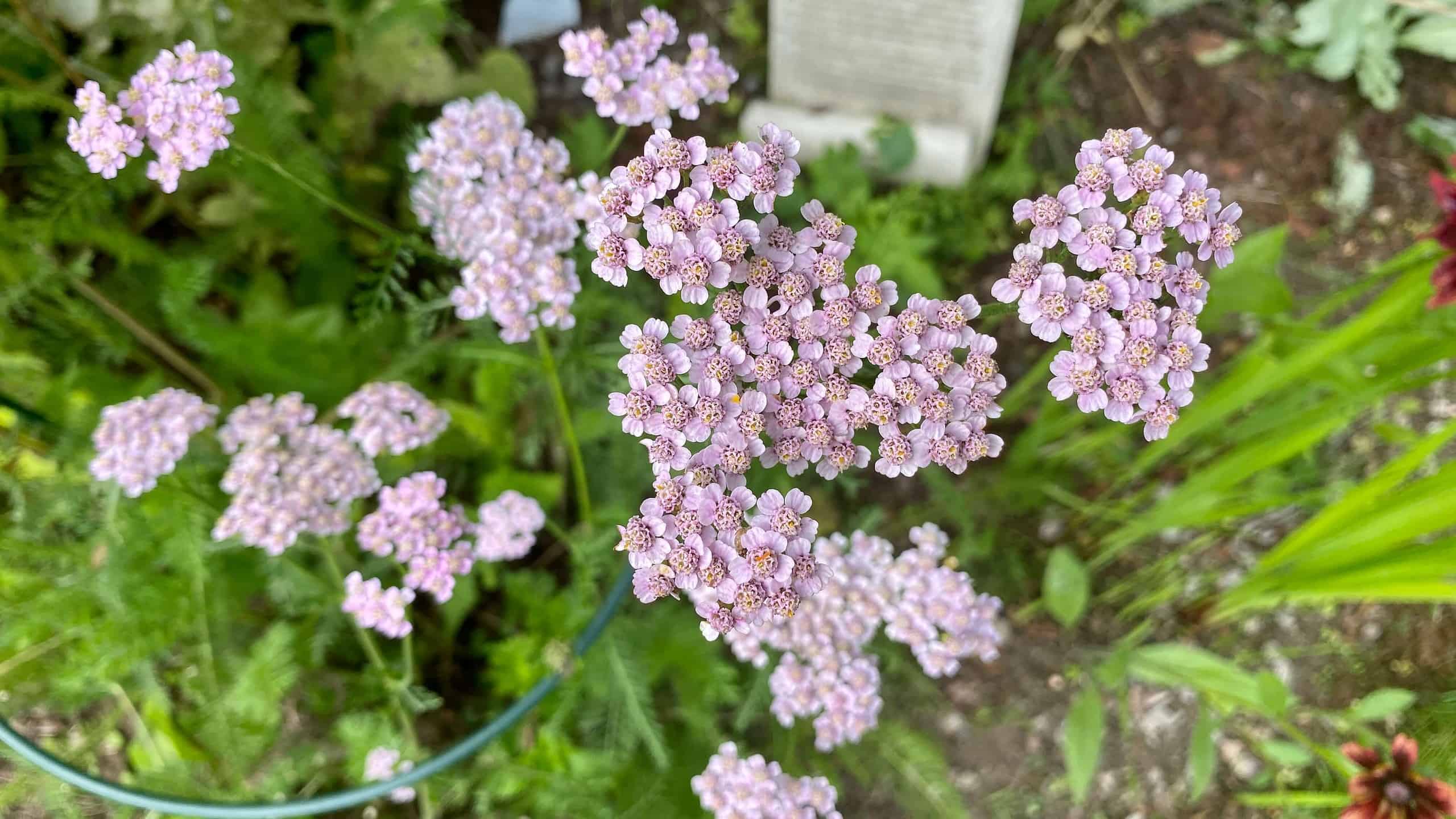 What To Do In The Garden In September garden-in-september-achillea-pale-pink