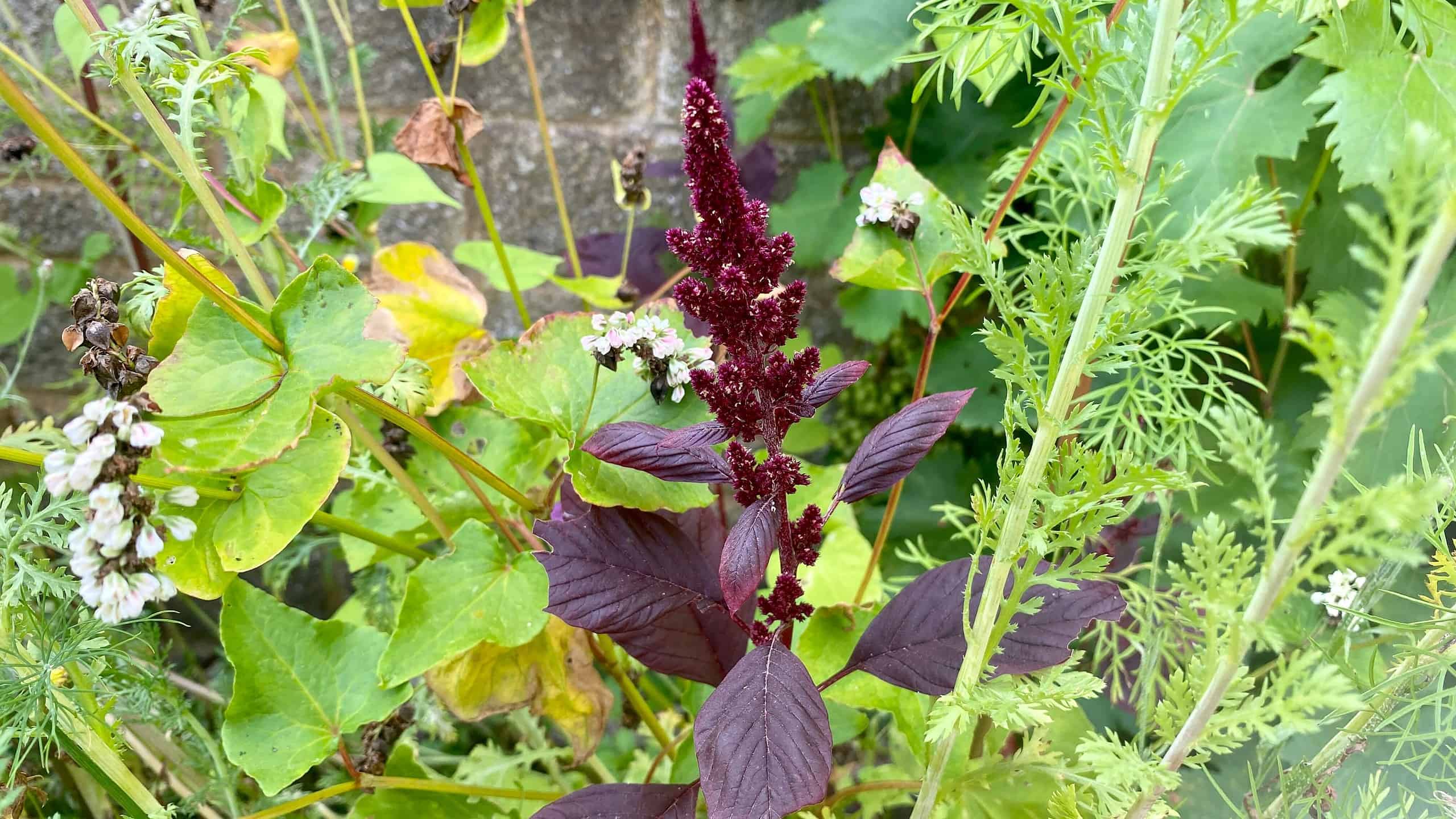 What To Do In The Garden In September garden-in-september-amaranth-red