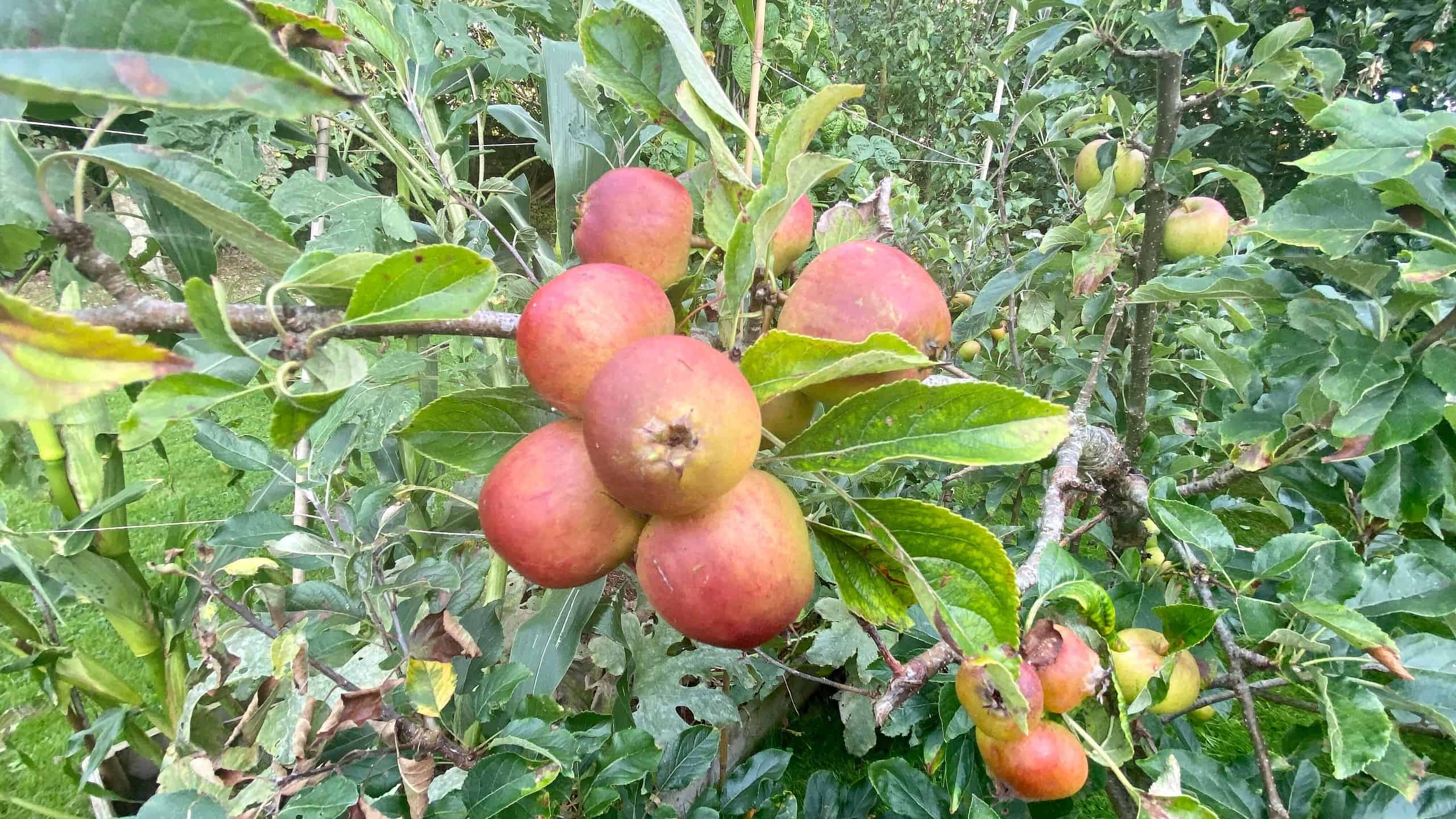 What To Do In The Garden In September garden-in-september-apples