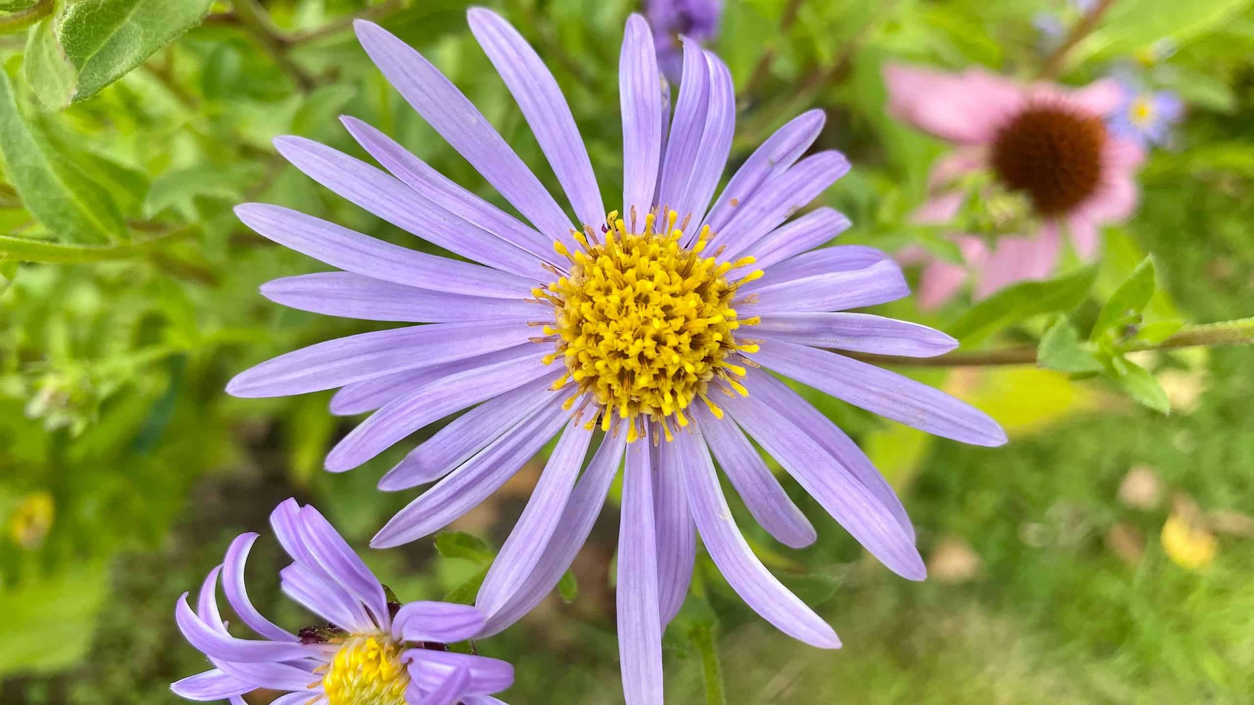 What To Do In The Garden In September garden-in-september-aster-purple