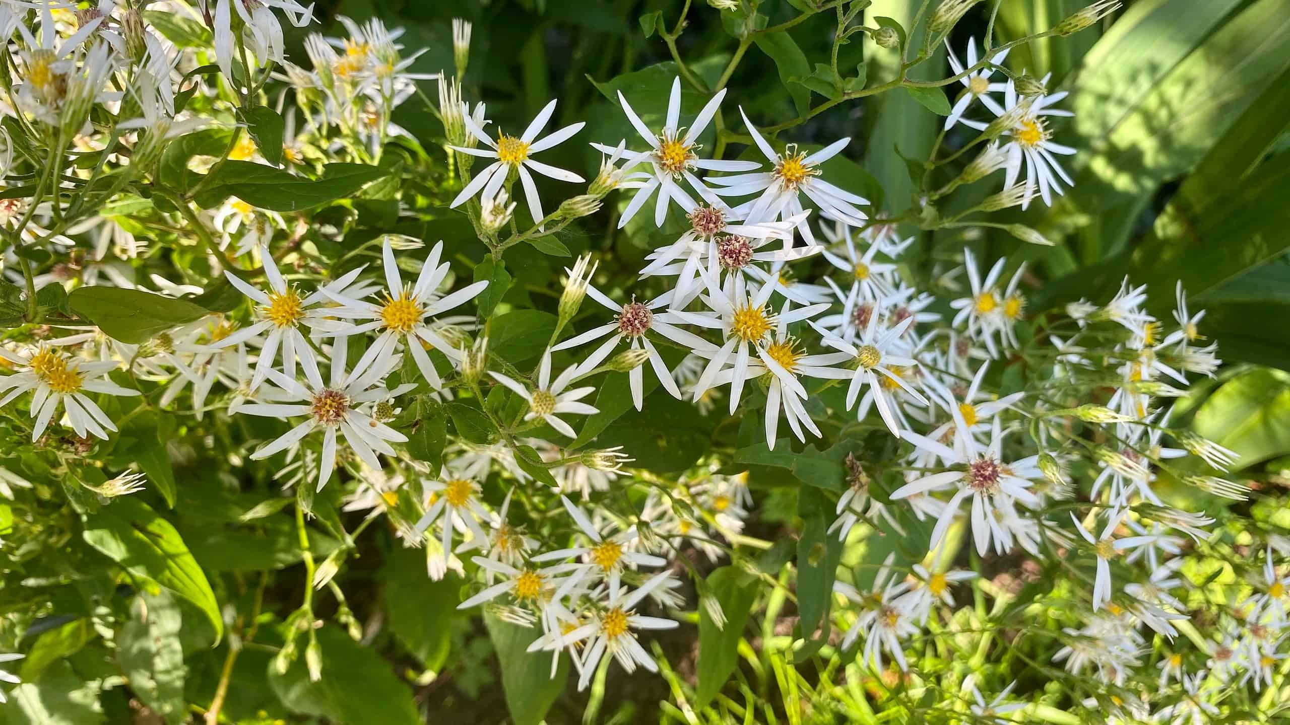 What To Do In The Garden In September garden-in-september-asters-white