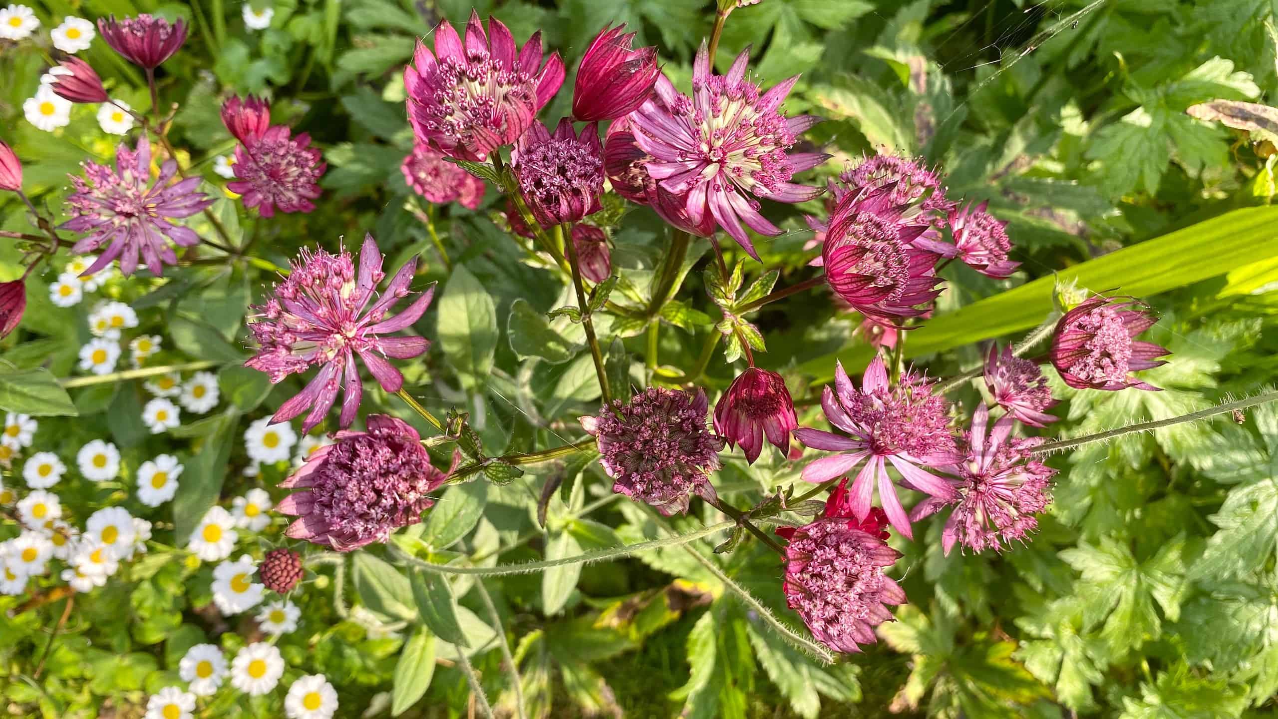 What To Do In The Garden In September garden-in-september-astrantias-red