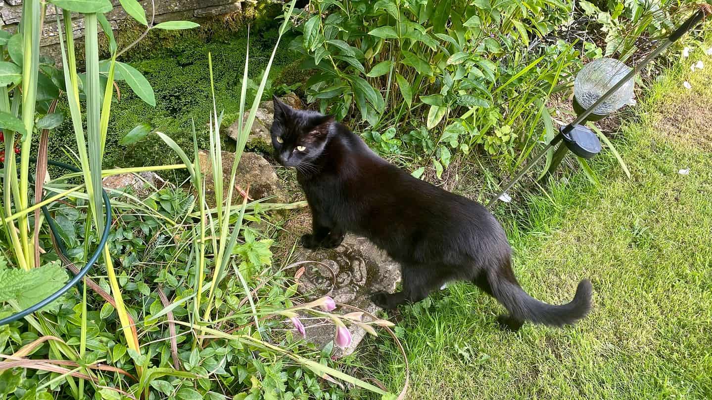 What To Do In The Garden In September garden-in-september-black-cat-01