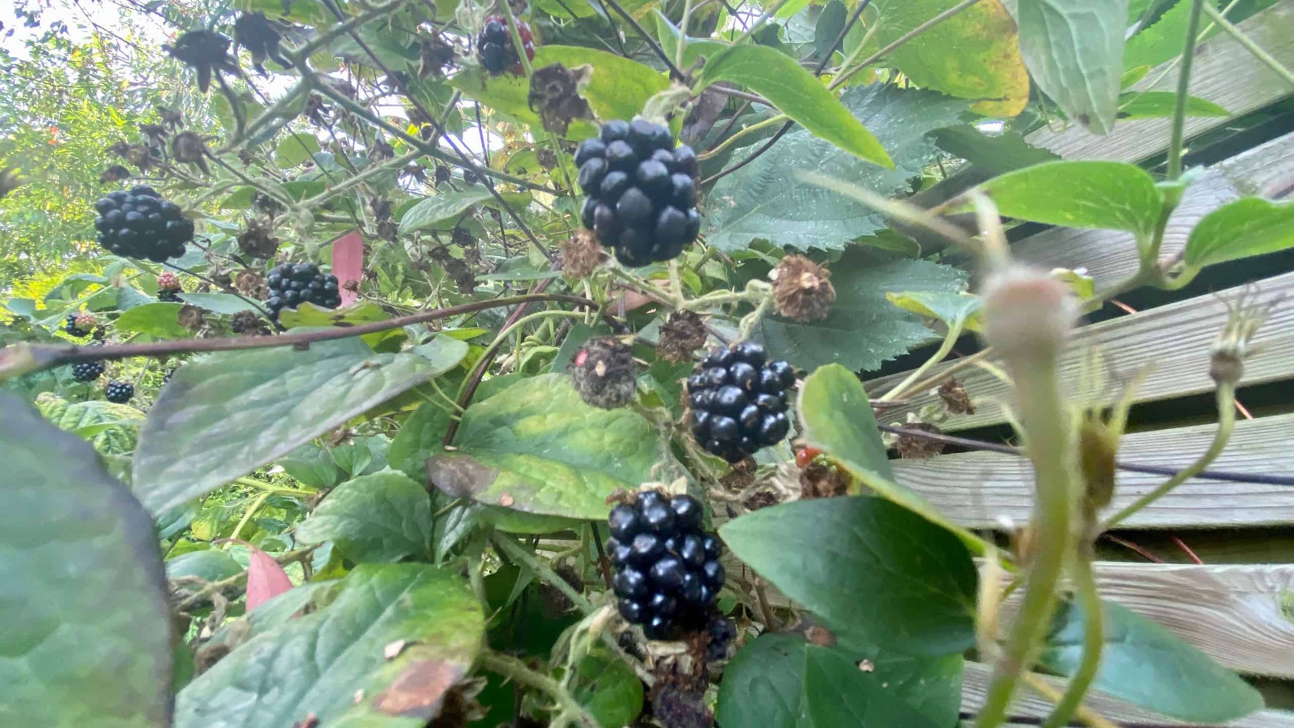 What To Do In The Garden In September garden-in-september-blackberries