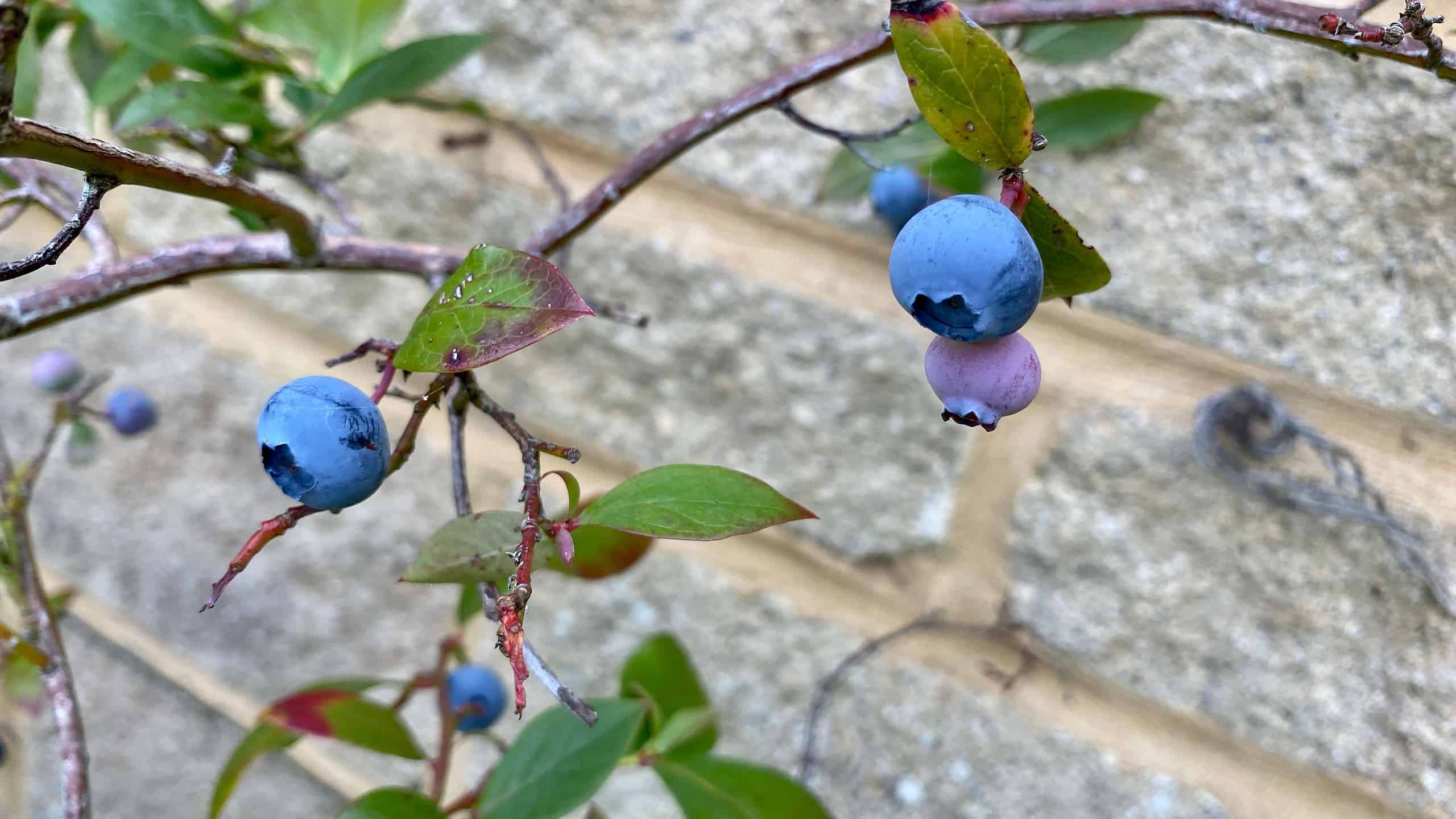 What To Do In The Garden In September garden-in-september-blueberries