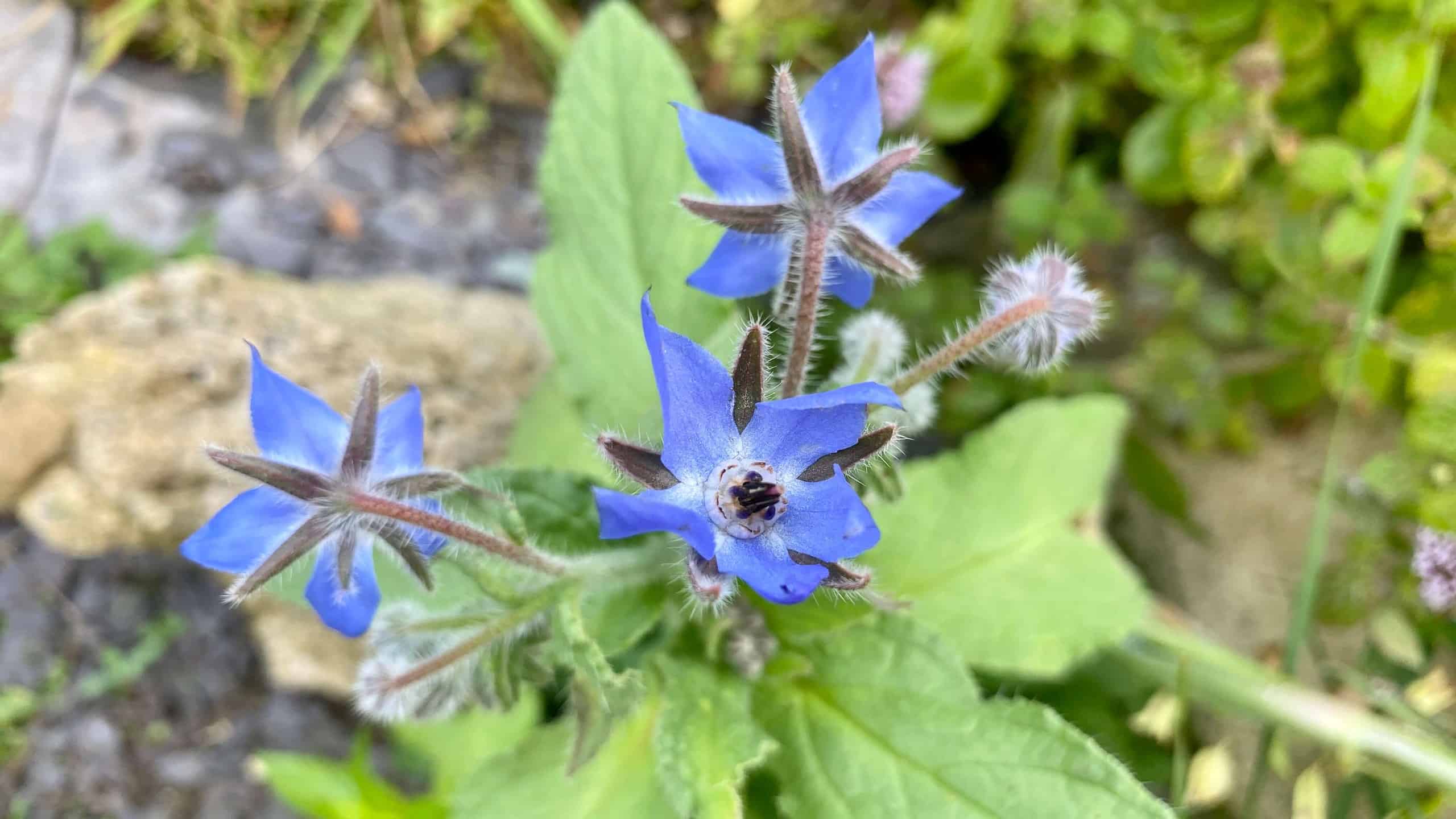 What To Do In The Garden In September garden-in-september-borage
