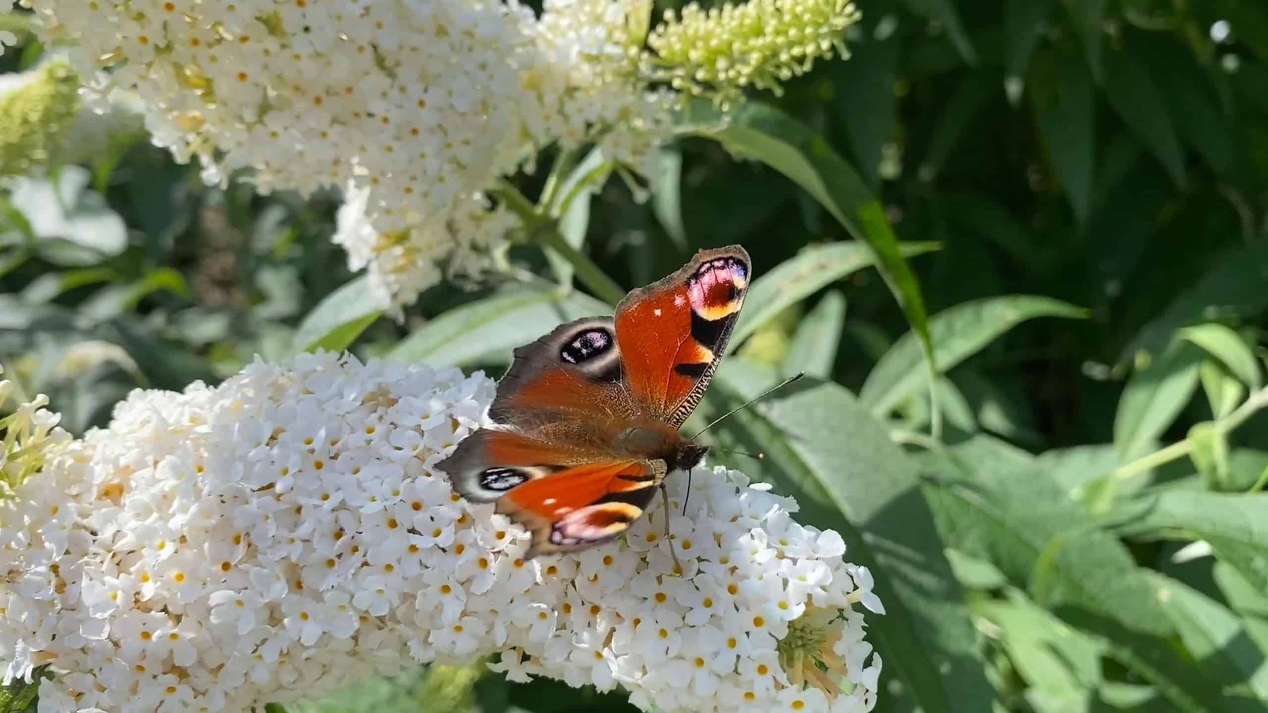 What To Do In The Garden In September garden-in-september-buddleia-butterfly