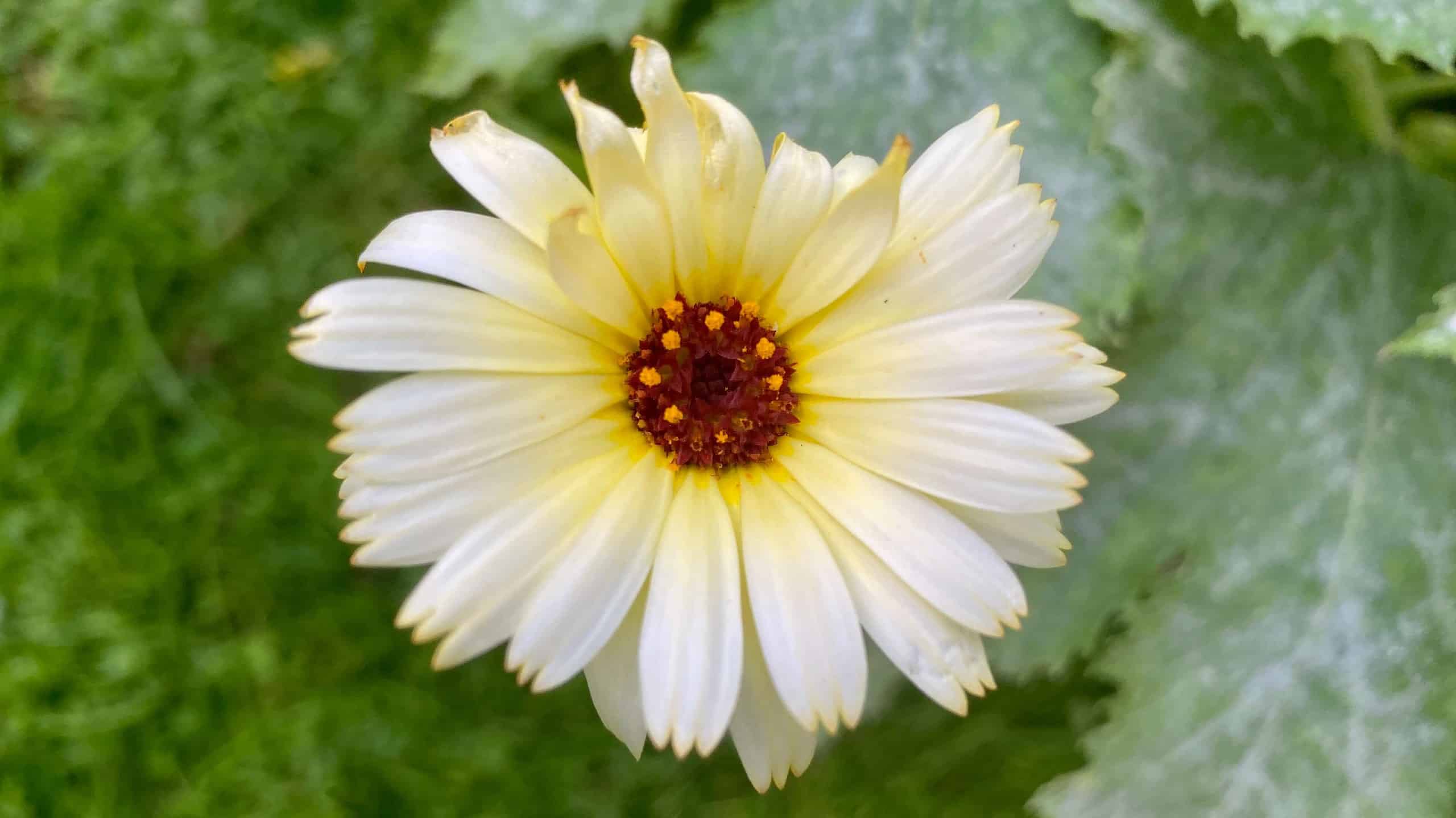 What To Do In The Garden In September garden-in-september-calendula-white