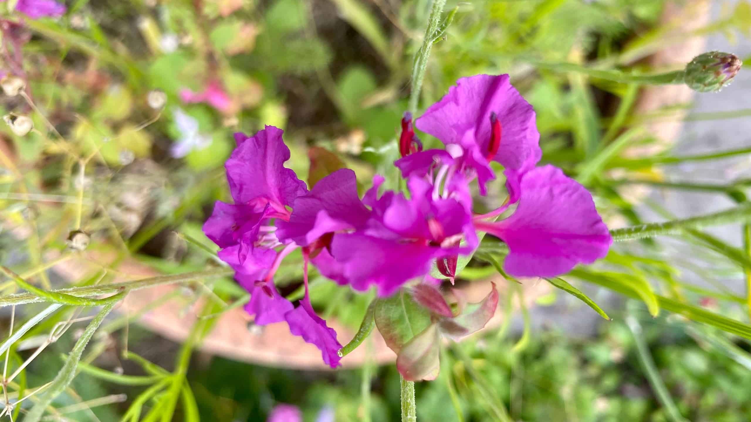 What To Do In The Garden In September garden-in-september-clarkia-pink