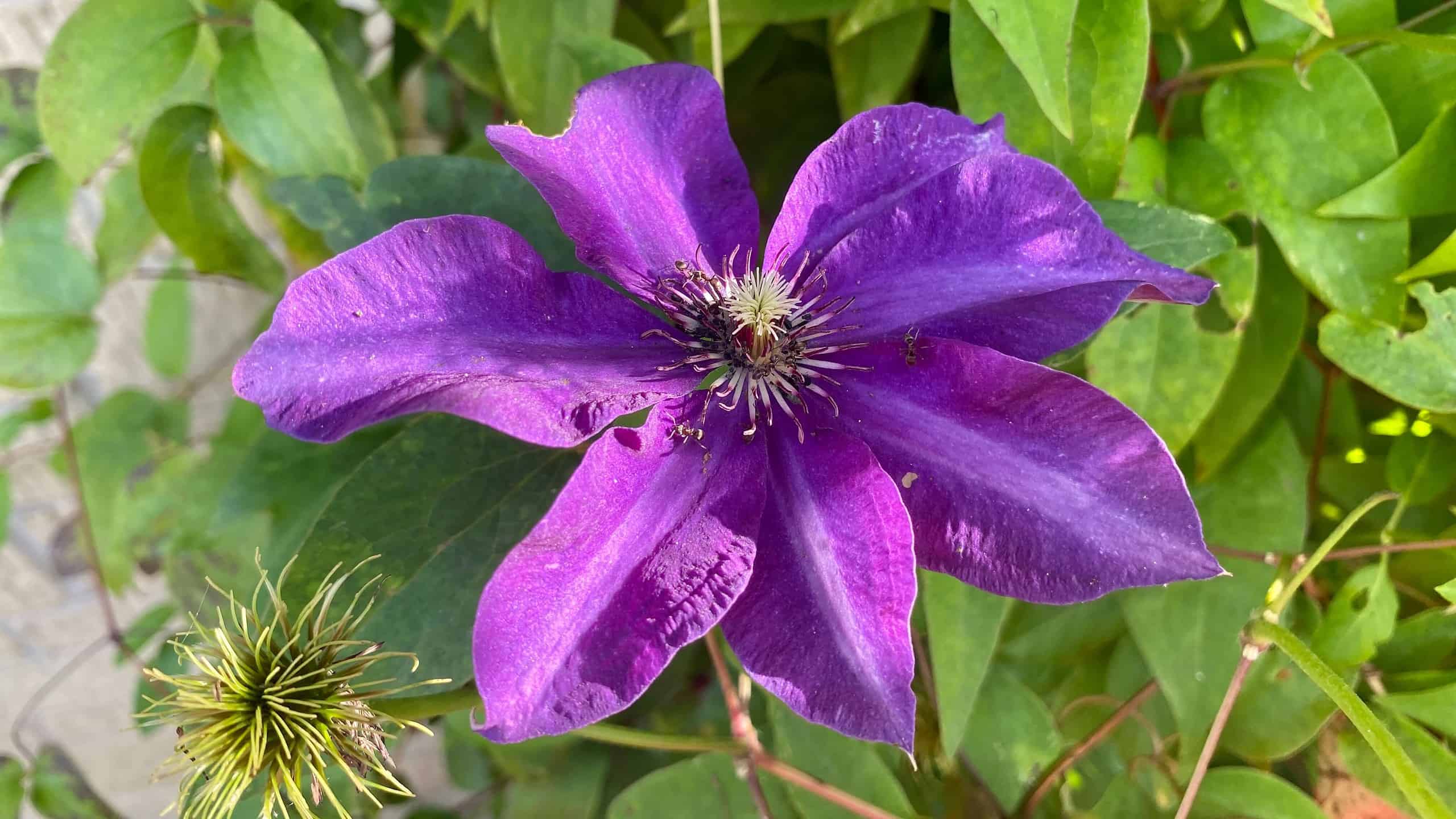 What To Do In The Garden In September garden-in-september-clematis-purple