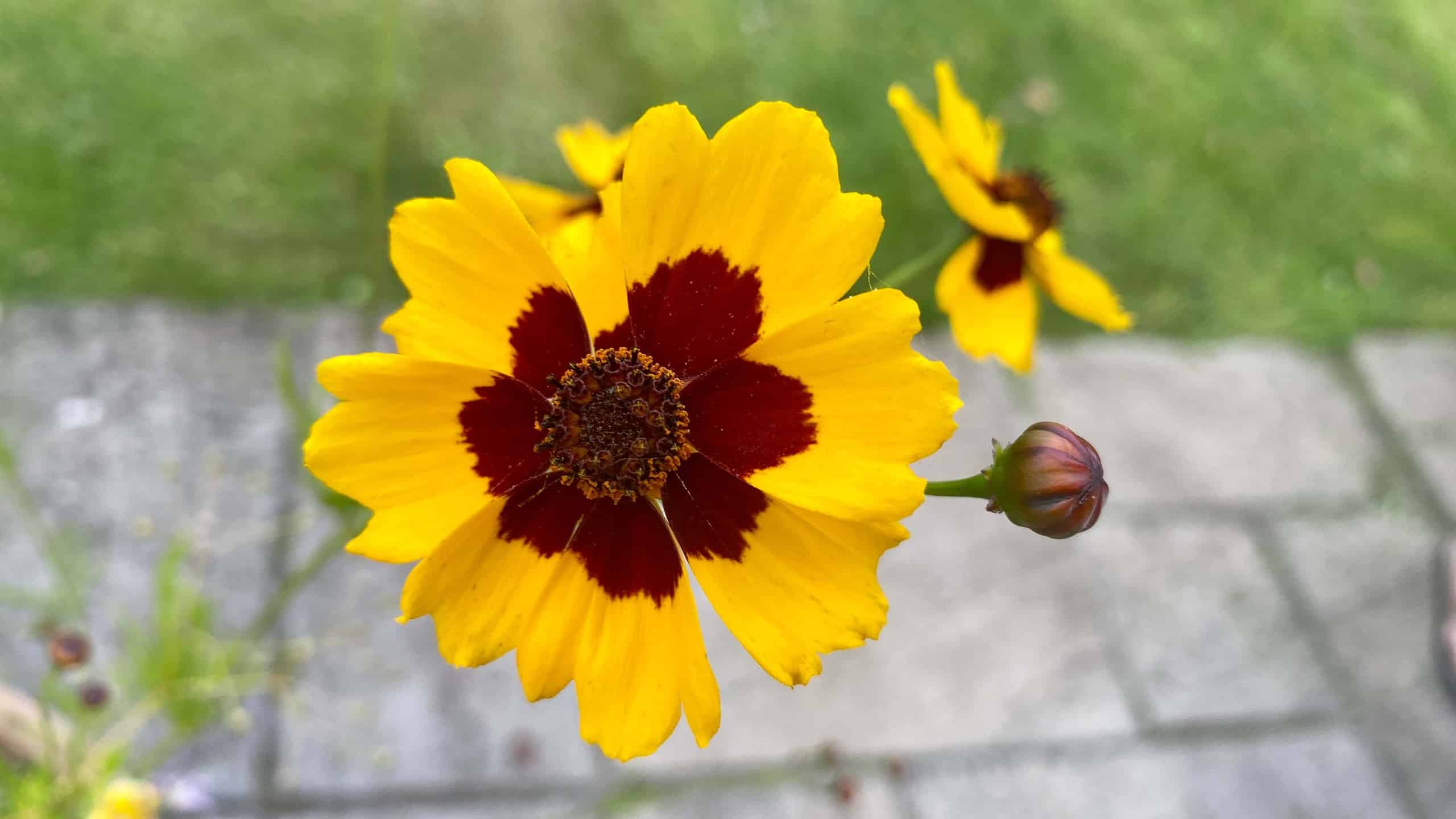 What To Do In The Garden In September garden-in-september-coreopsis