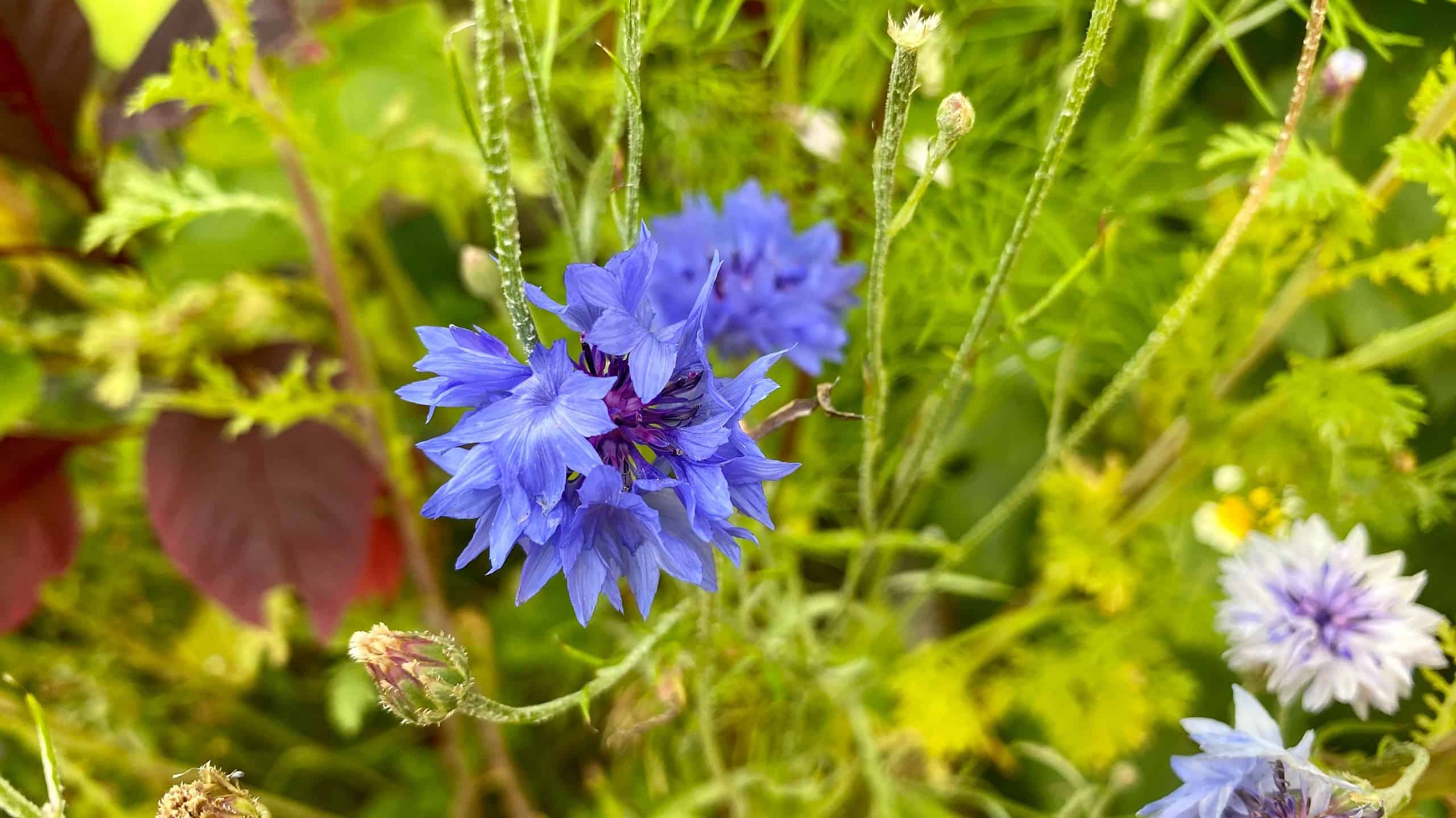 What To Do In The Garden In September garden-in-september-cornflowers-blue