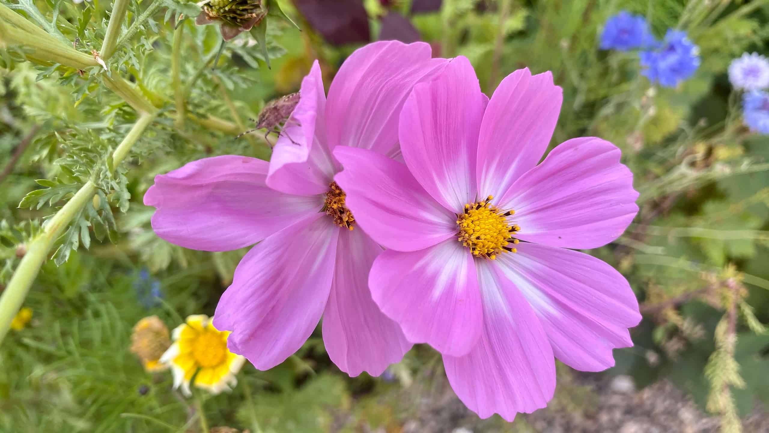 What To Do In The Garden In September garden-in-september-cosmos-pink-03