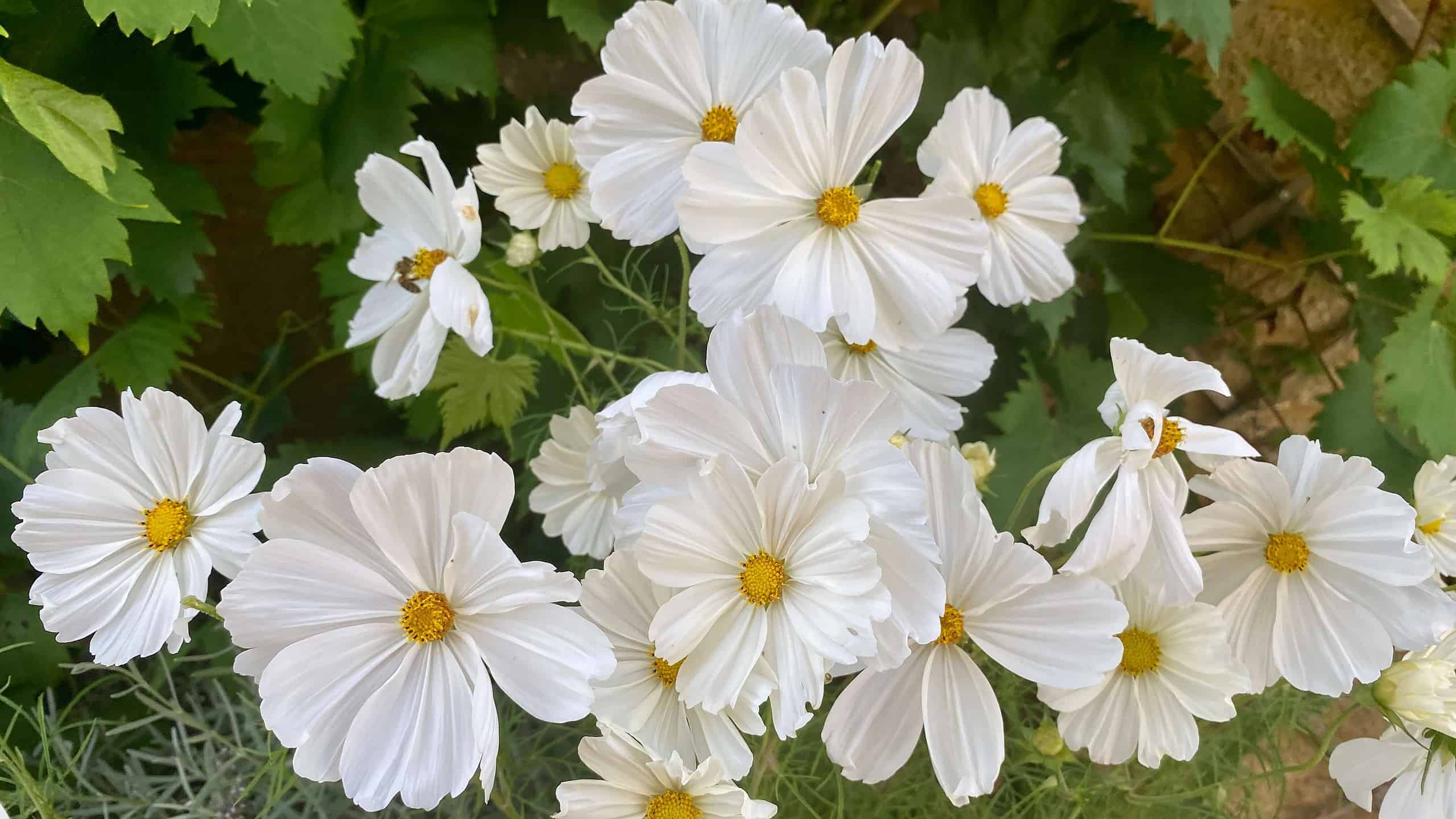 What To Do In The Garden In September garden-in-september-cosmos-white