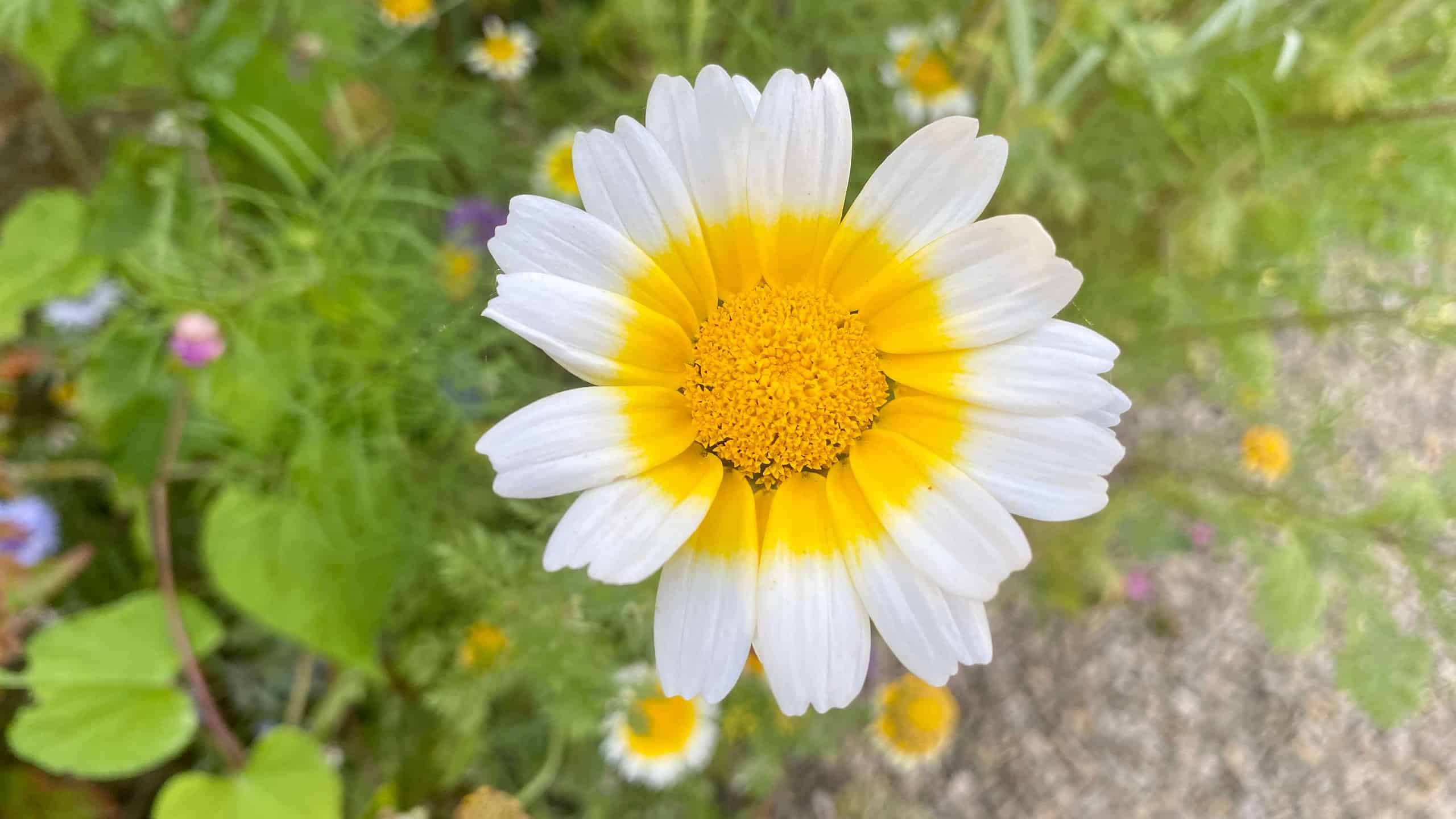 What To Do In The Garden In September garden-in-september-crown-daisy