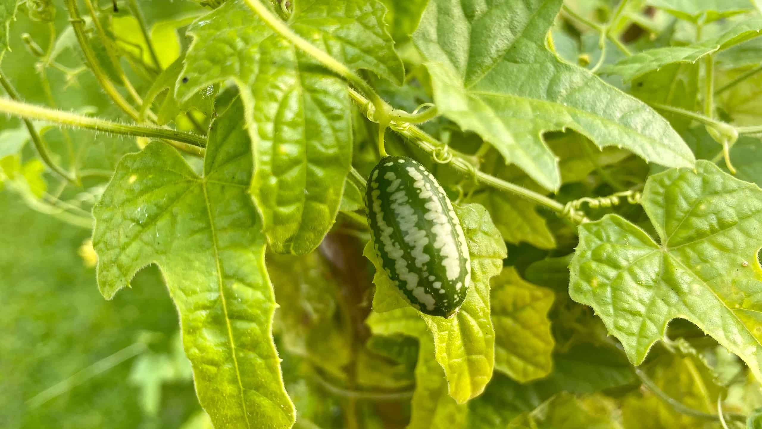 What To Do In The Garden In September garden-in-september-cucamelon
