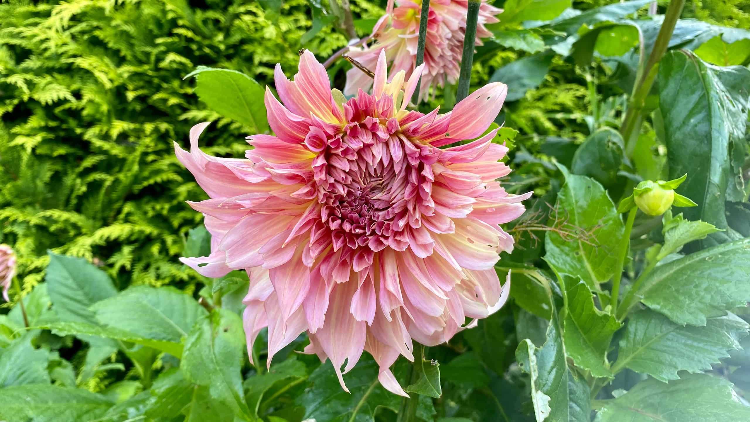 What To Do In The Garden In September garden-in-september-dahlia-penhill-watermelon
