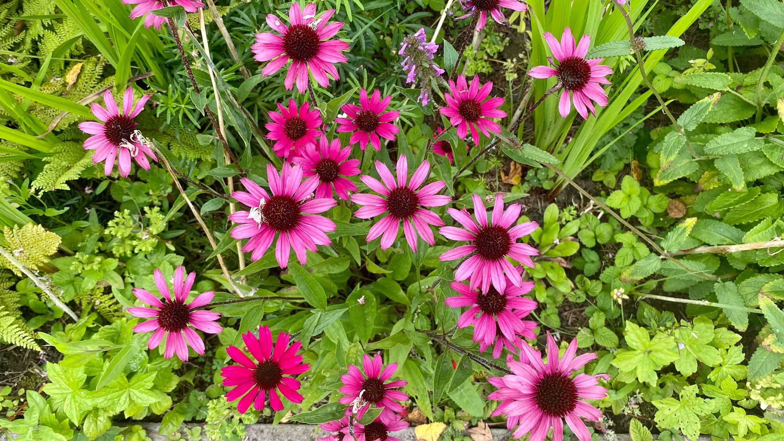 What To Do In The Garden In September garden-in-september-echinaceas-pink