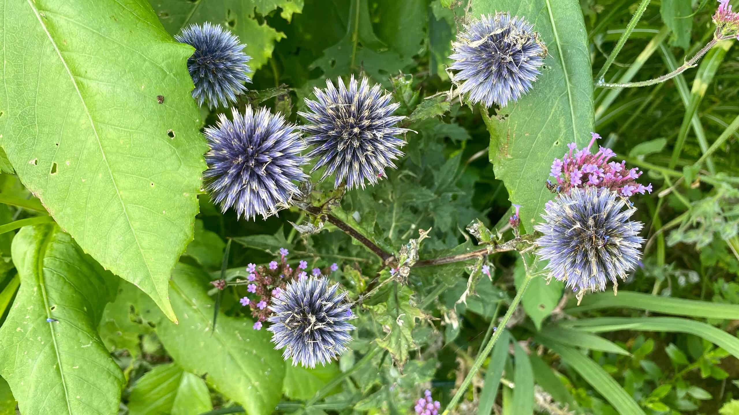 What To Do In The Garden In September garden-in-september-echinops