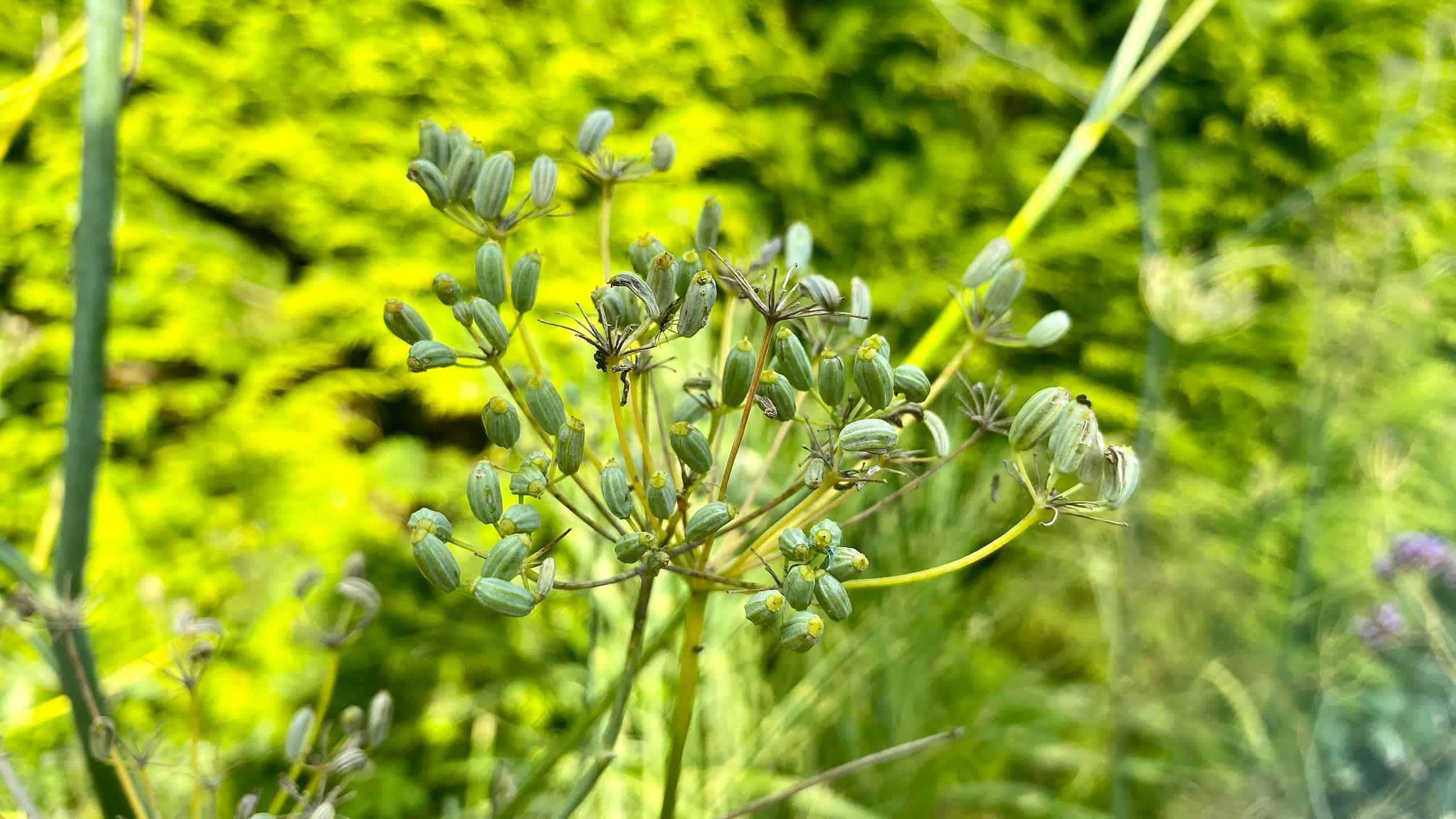 What To Do In The Garden In September garden-in-september-fennel-seeds