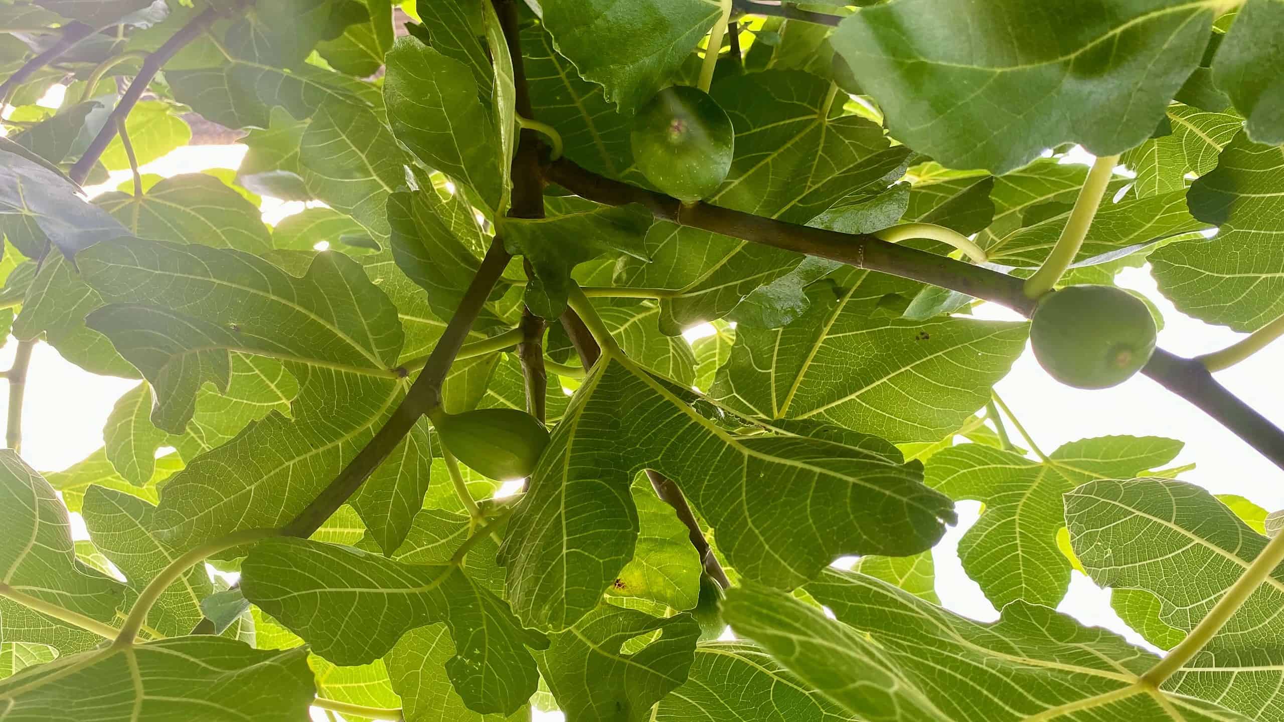 What To Do In The Garden In September garden-in-september-figs