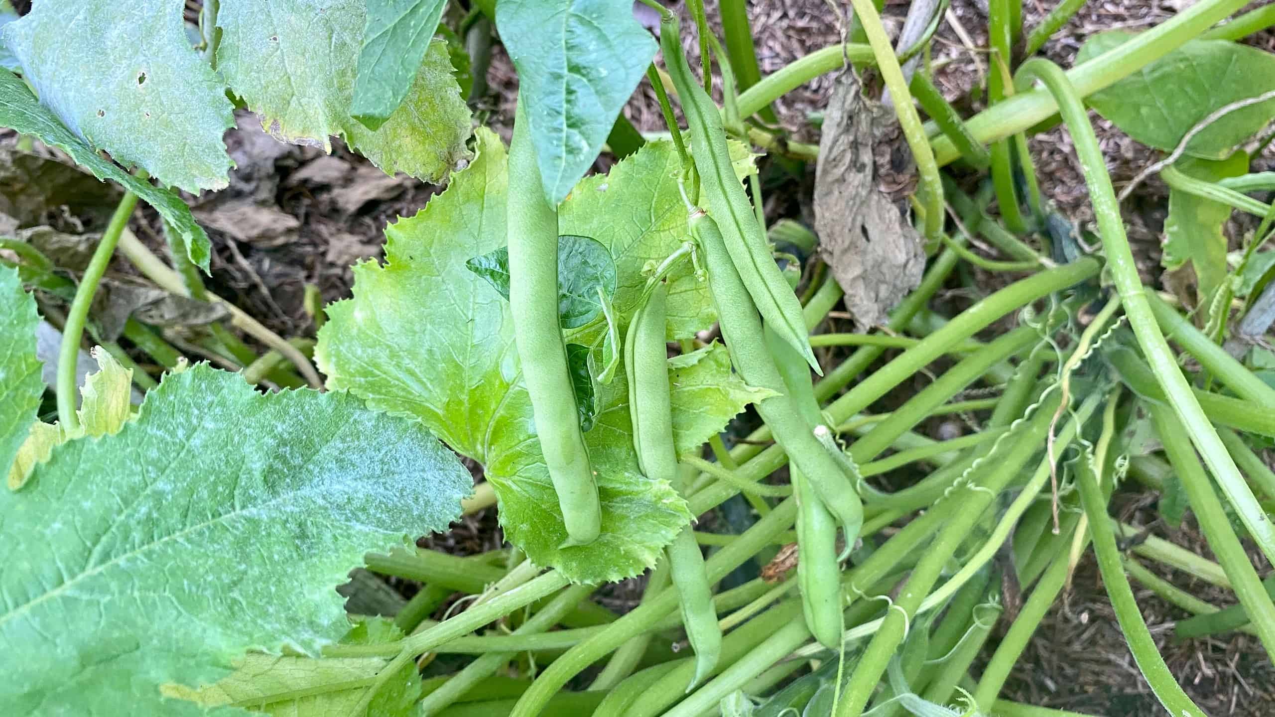 What To Do In The Garden In September garden-in-september-french-beans