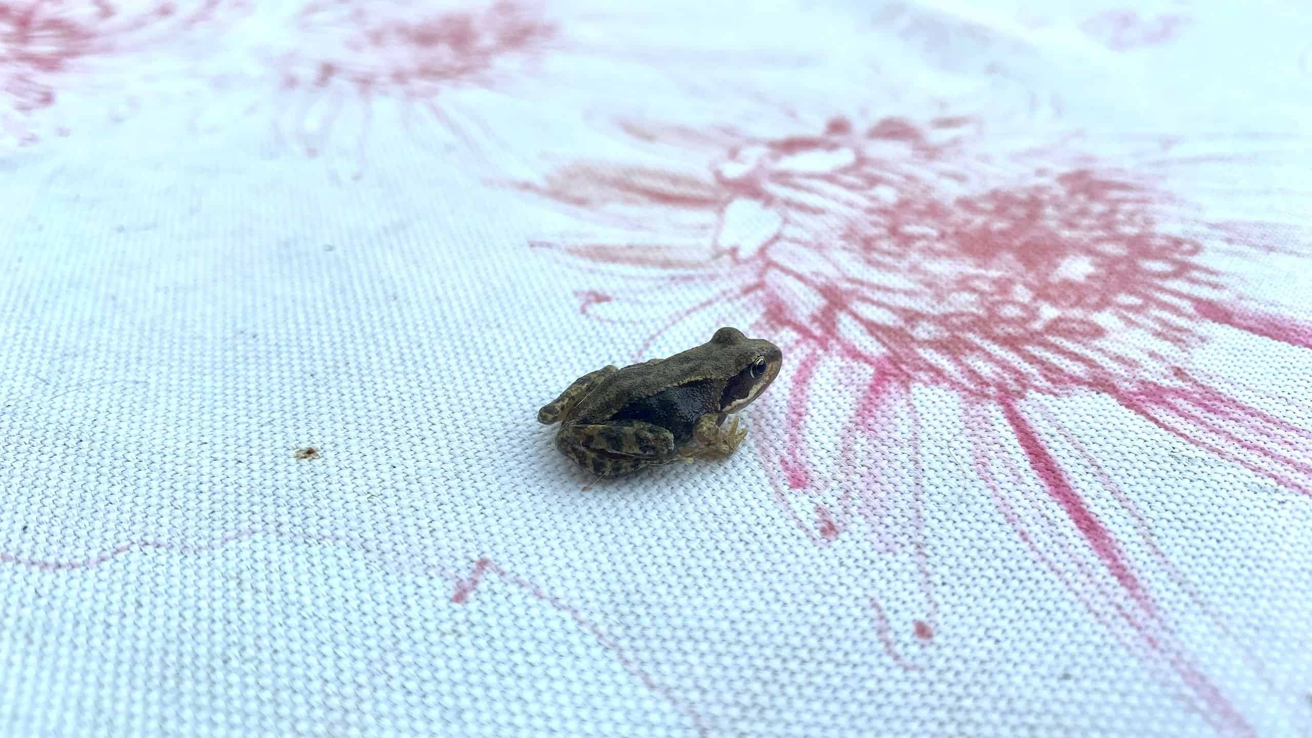 What To Do In The Garden In September garden-in-september-frog