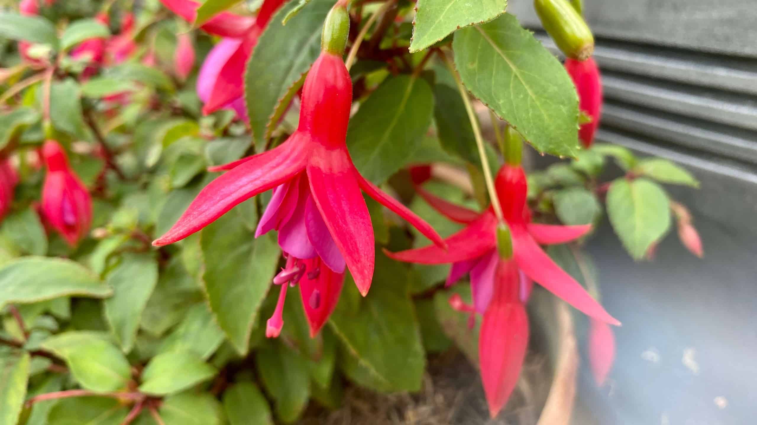 What To Do In The Garden In September garden-in-september-fuchsia-01
