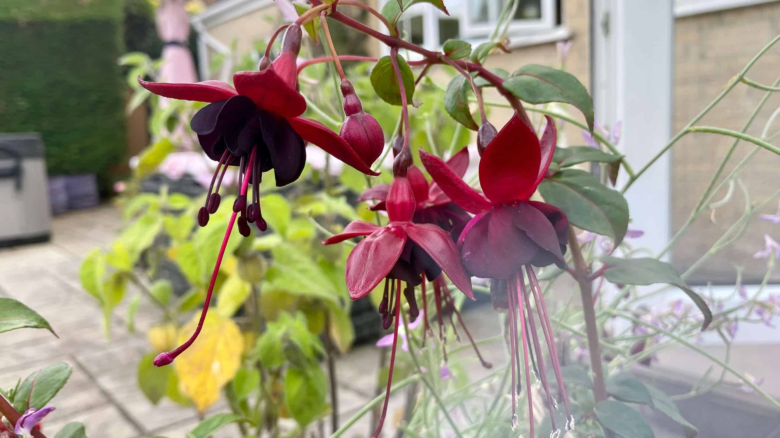 What To Do In The Garden In September garden-in-september-fuchsia-02