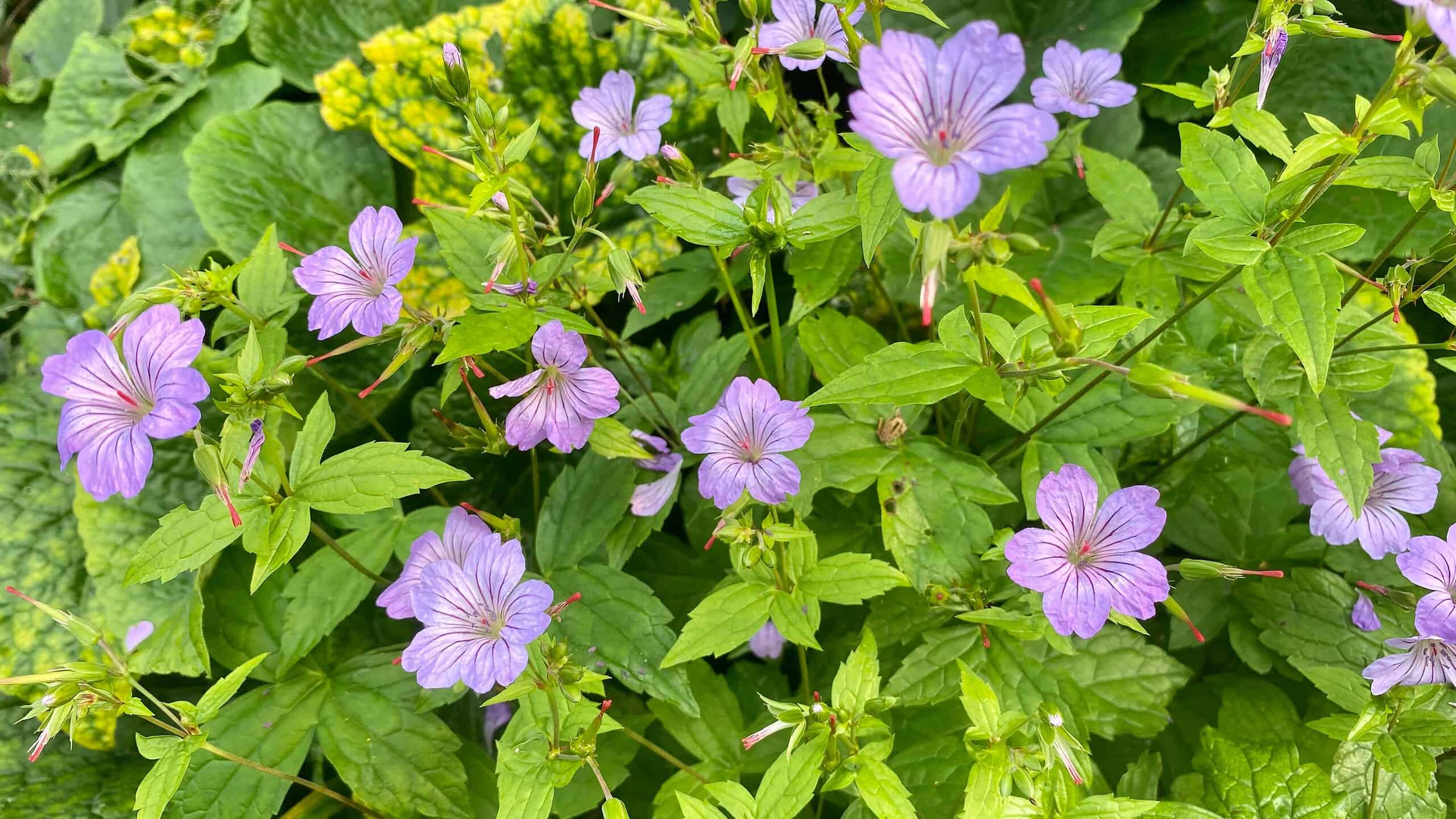 What To Do In The Garden In September garden-in-september-geranium-nodosum