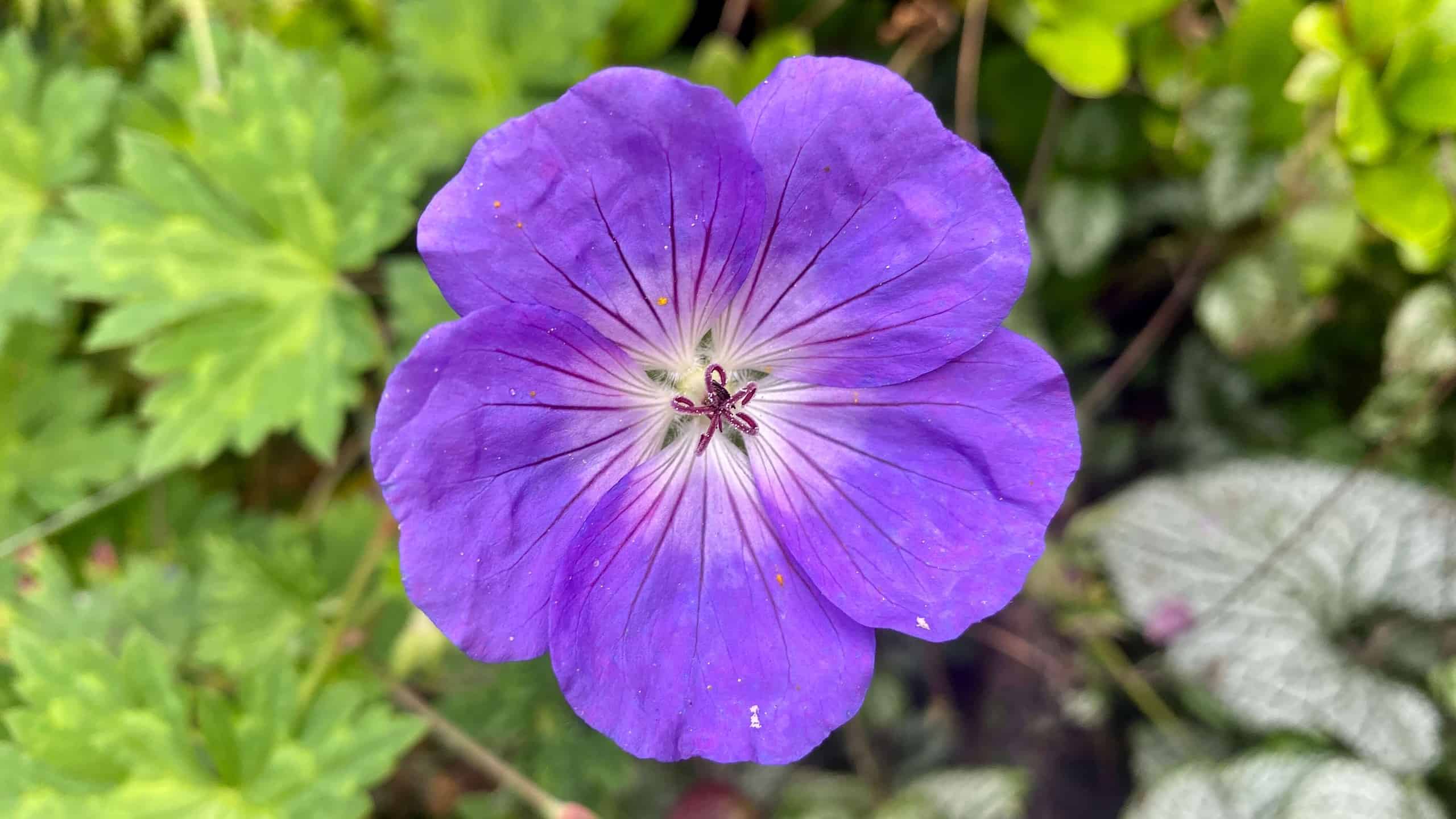What To Do In The Garden In September garden-in-september-geranium-rozanne