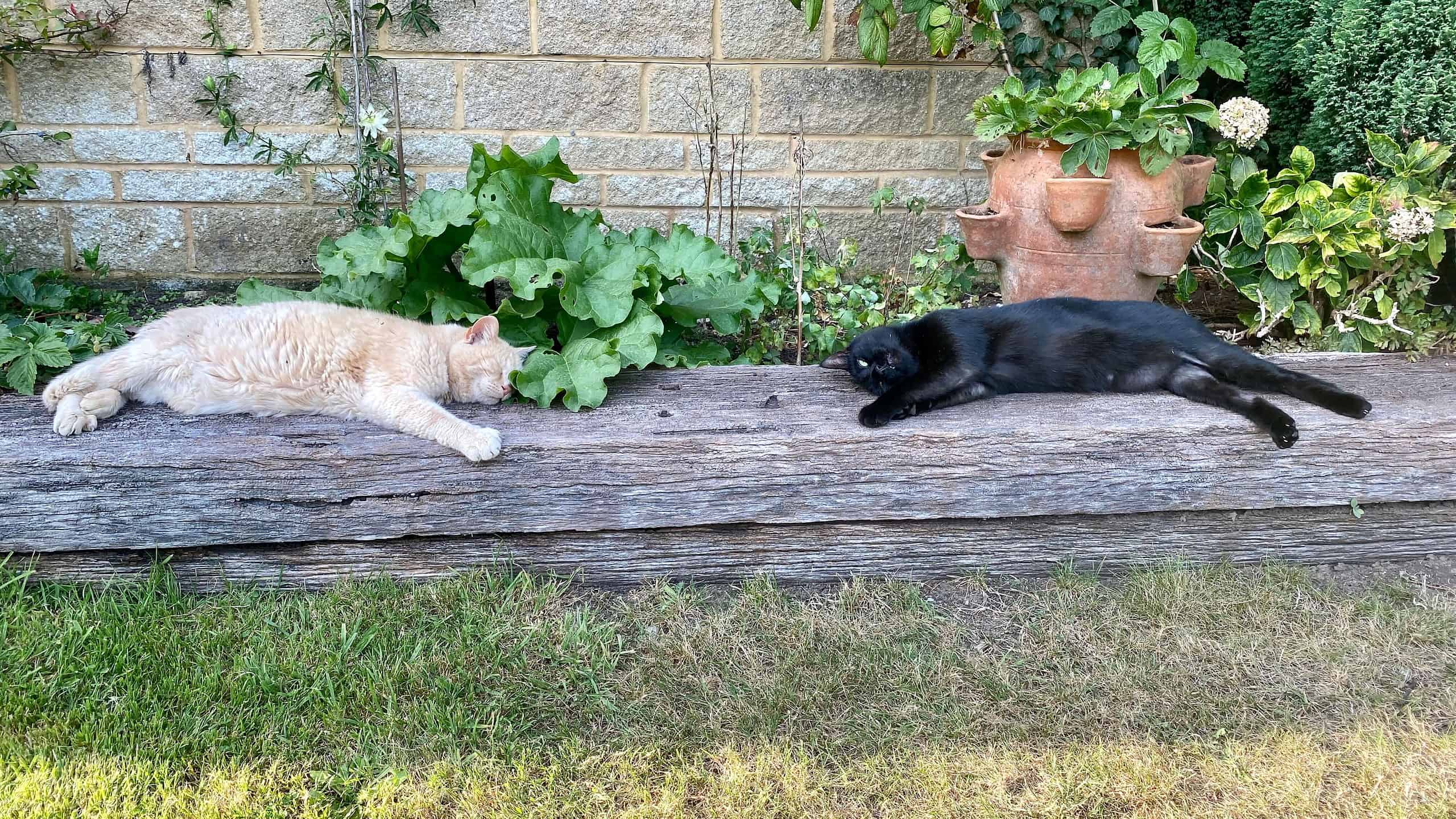 What To Do In The Garden In September garden-in-september-ginger-cat-black-cat-rhubarb