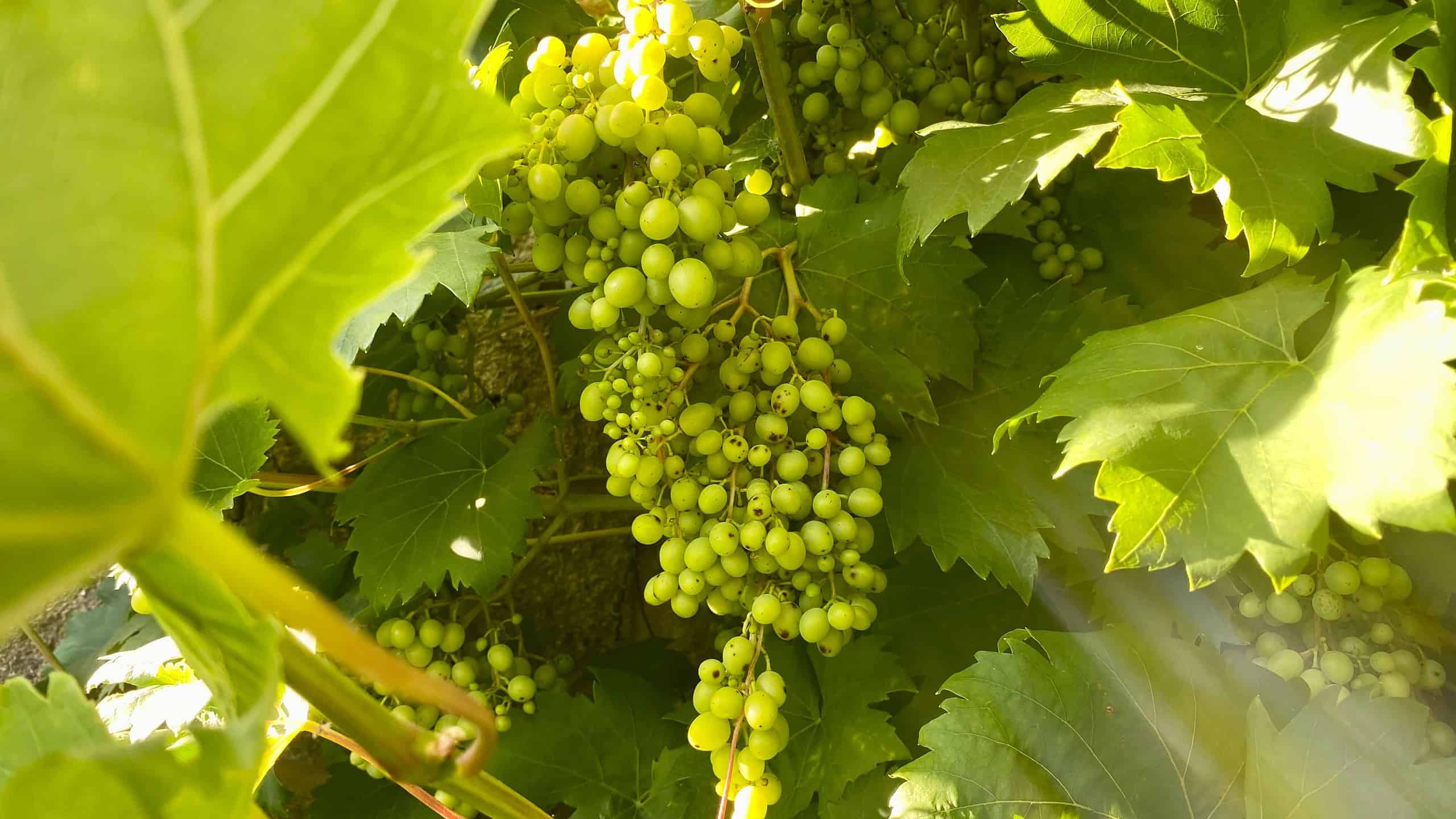 What To Do In The Garden In September garden-in-september-grapes
