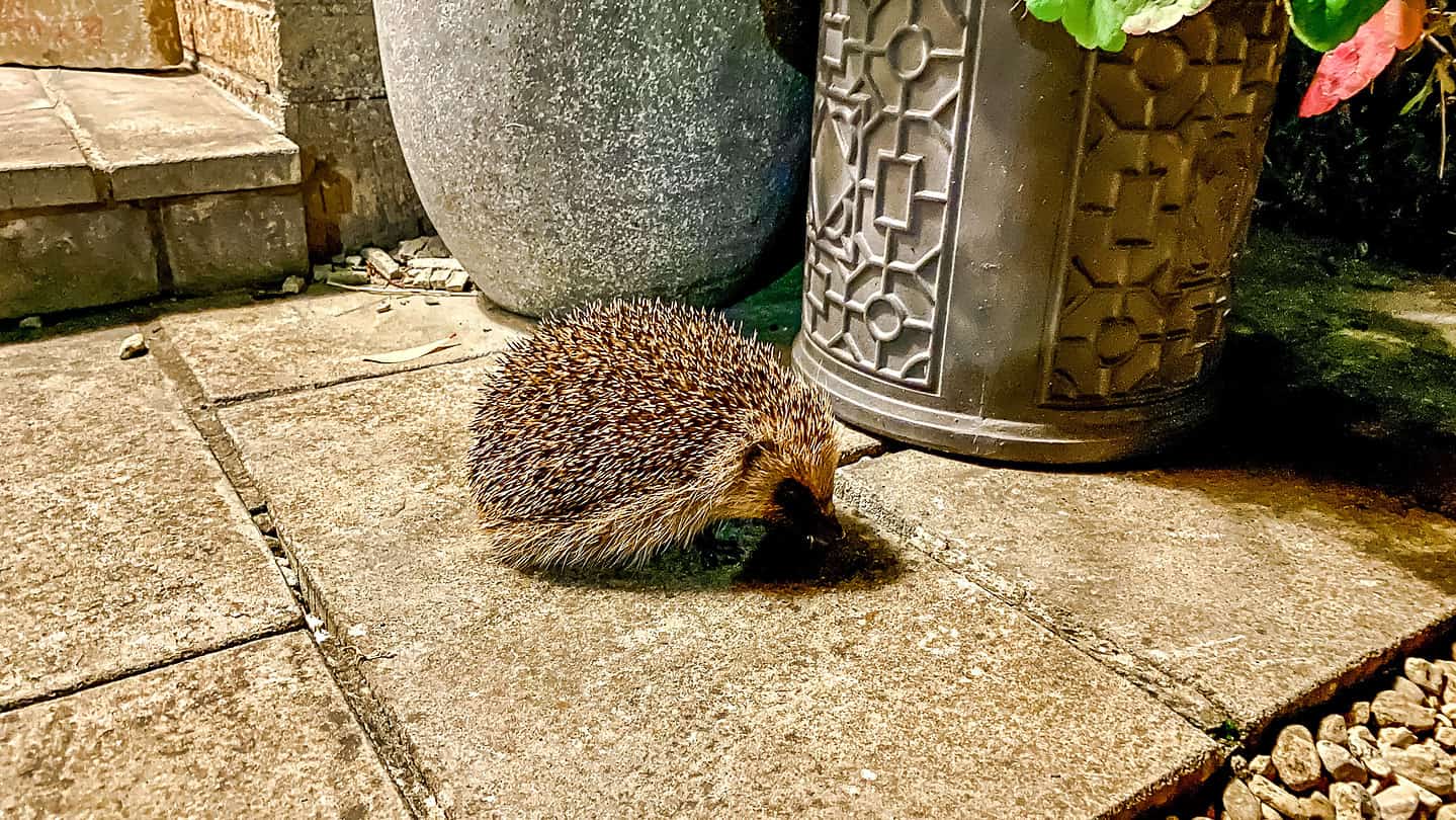What To Do In The Garden In September garden-in-september-hedgehog