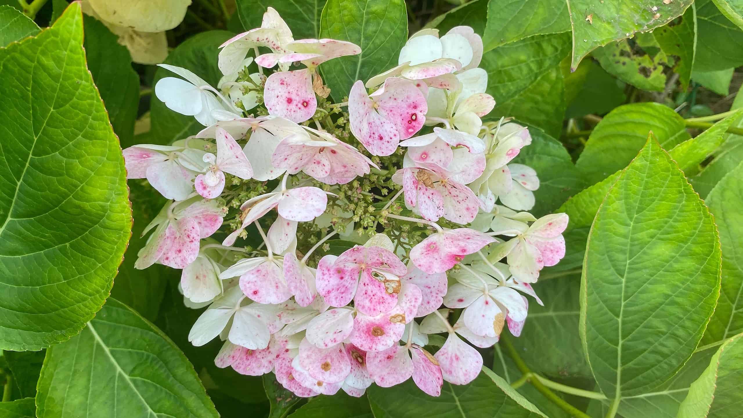 What To Do In The Garden In September garden-in-september-hydrangea-white