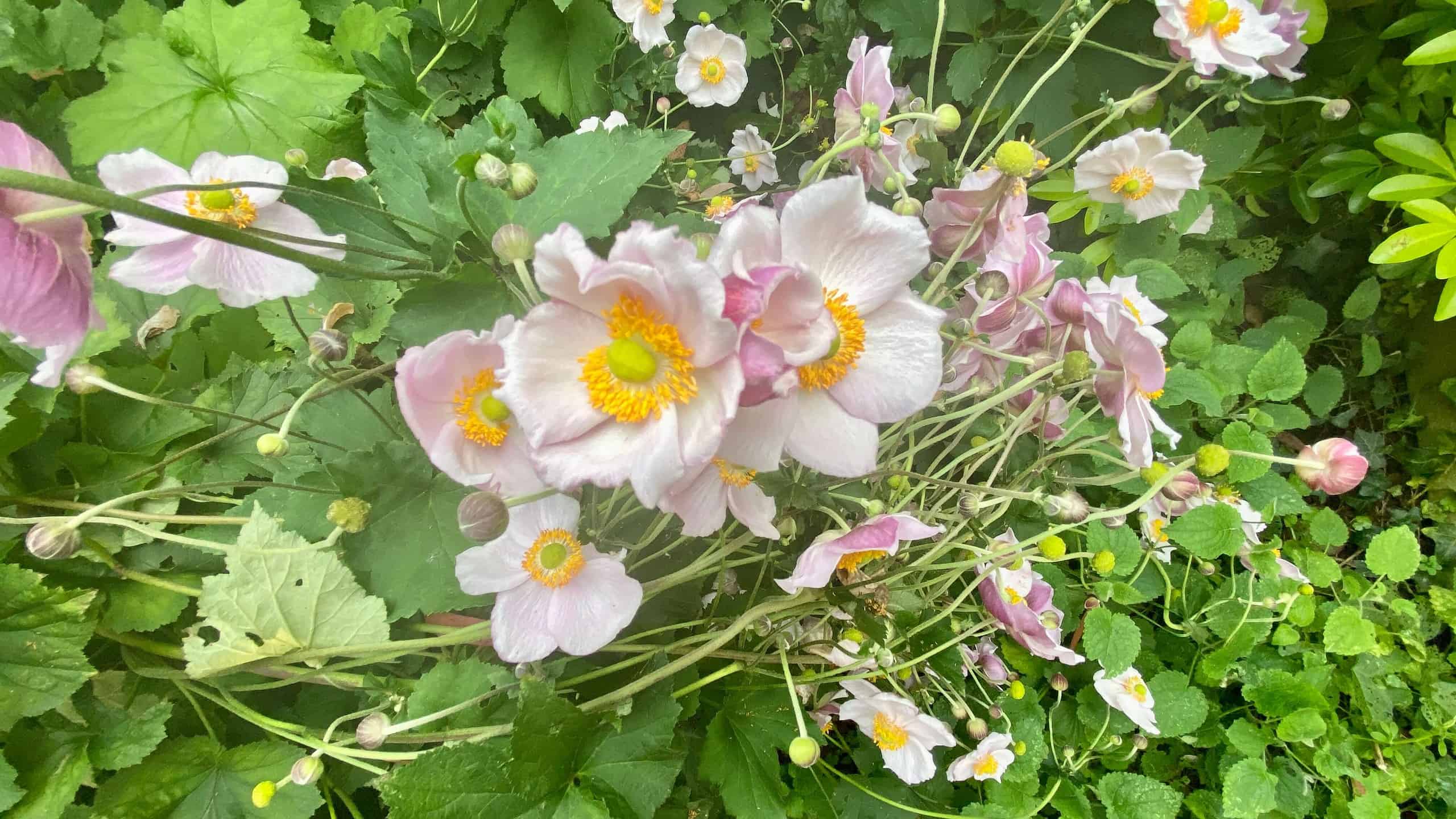 What To Do In The Garden In September garden-in-september-japanese-anemone-pink