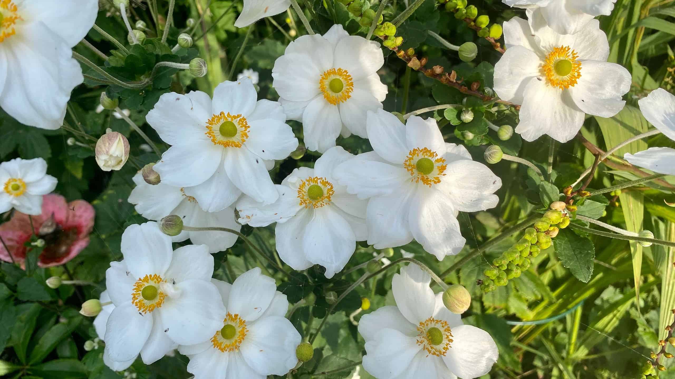 What To Do In The Garden In September garden-in-september-japanese-anemone-pink