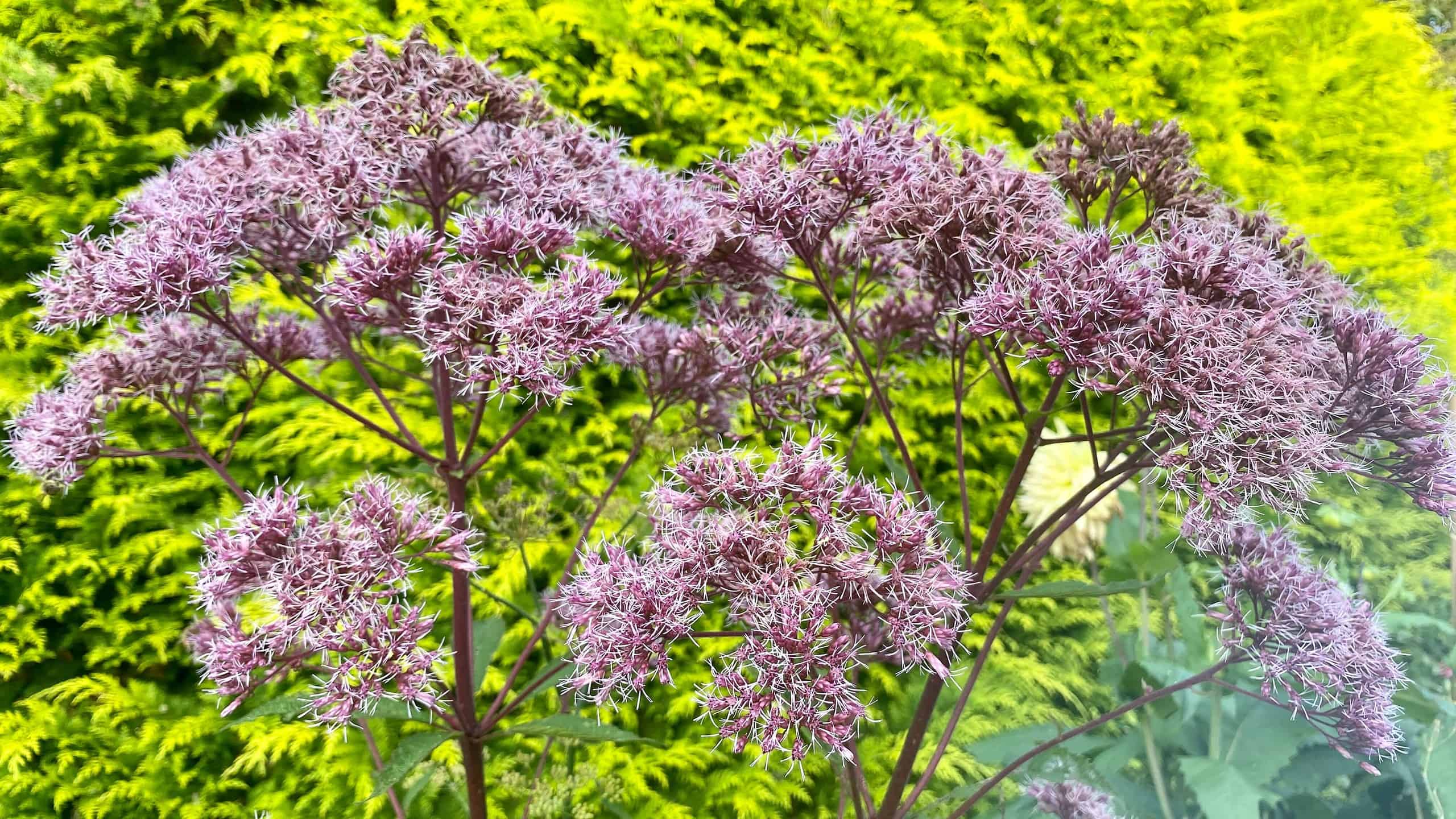 What To Do In The Garden In September garden-in-september-joe-pyeweed