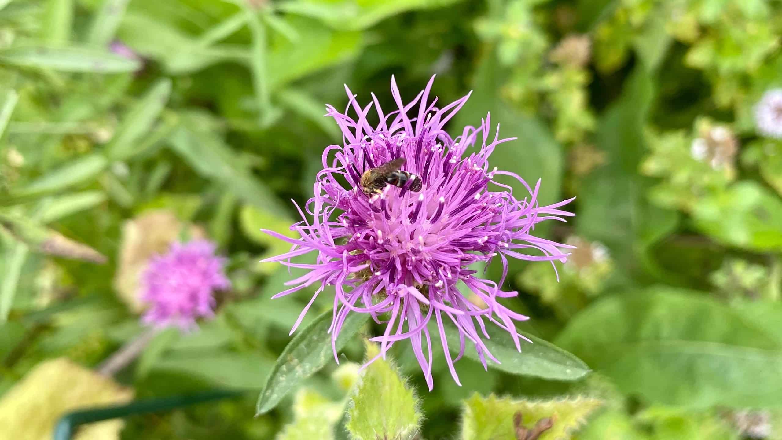 What To Do In The Garden In September garden-in-september-knapweed-bee
