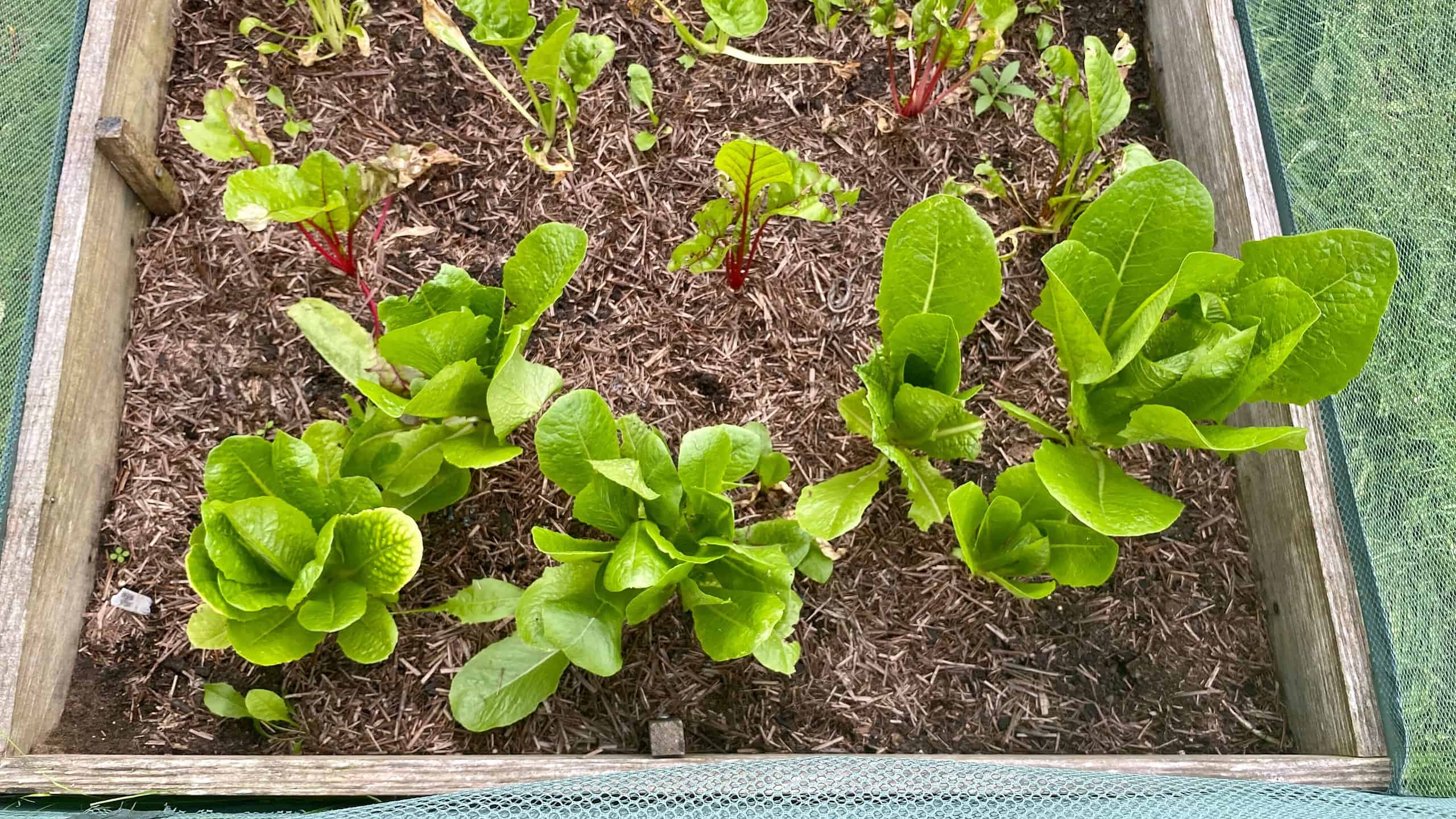 What To Do In The Garden In September garden-in-september-lettuces