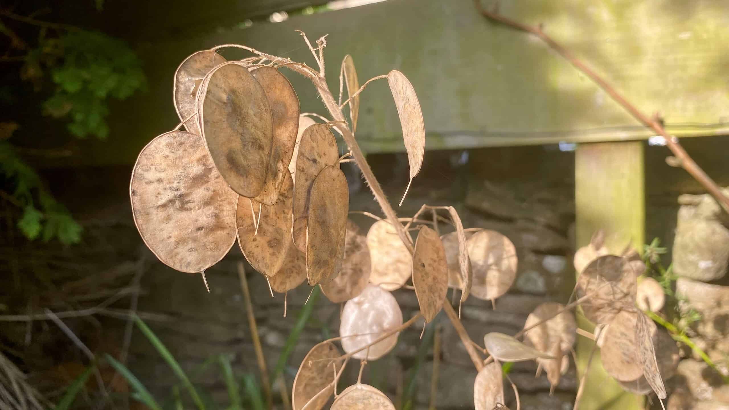 What To Do In The Garden In September garden-in-september-lunaria-seeds