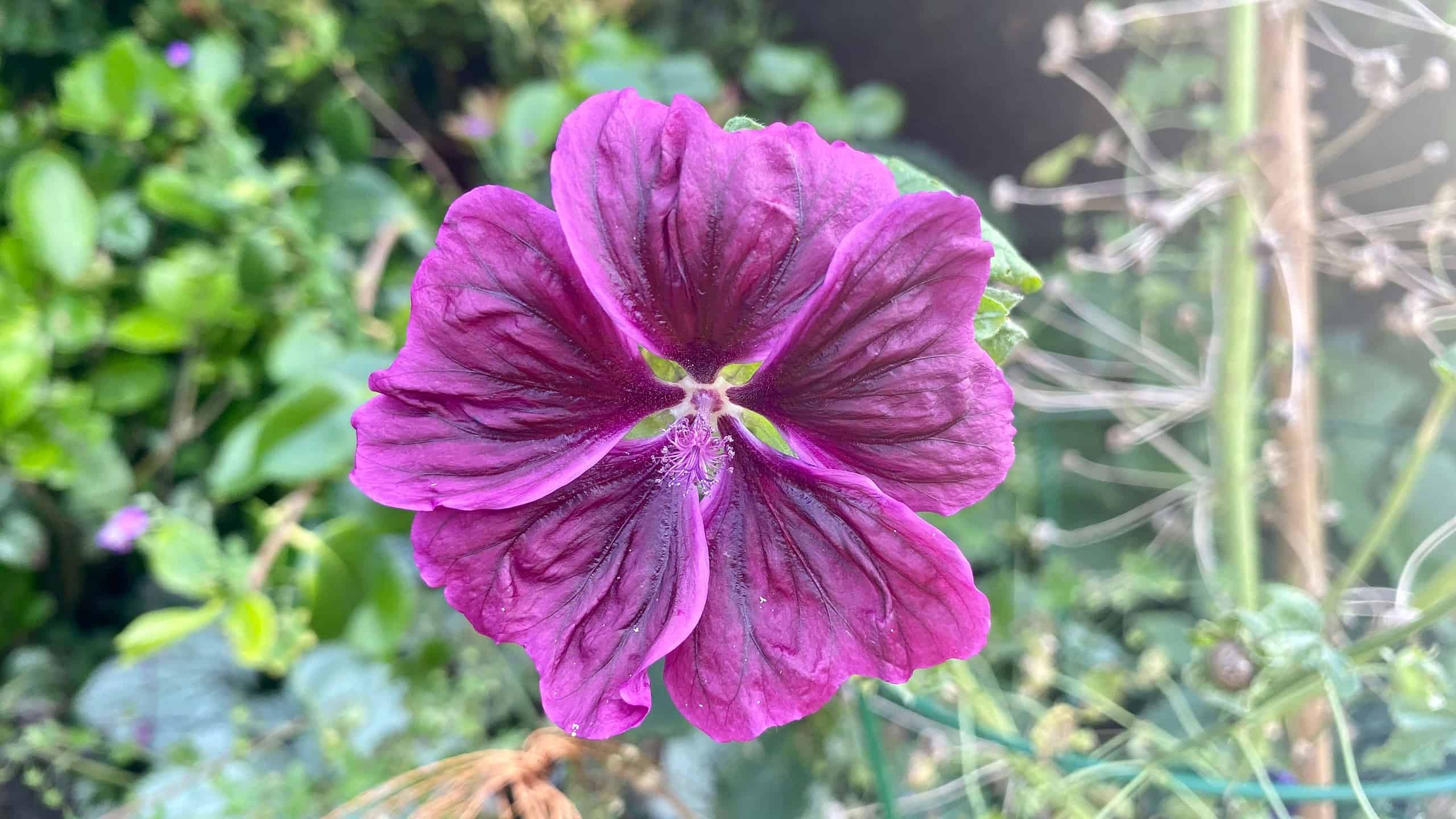 What To Do In The Garden In September garden-in-september-malva-purple