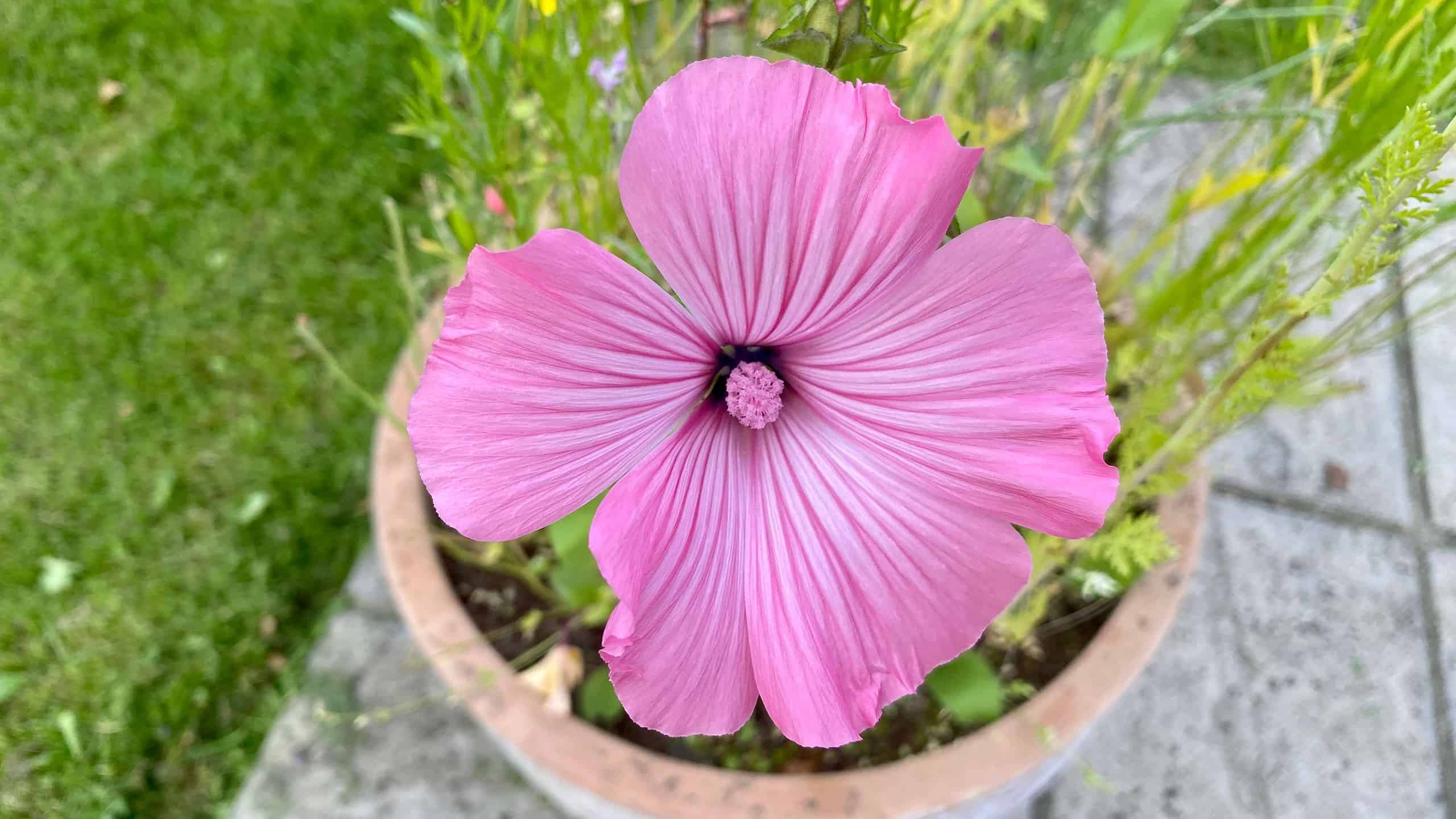 What To Do In The Garden In September garden-in-september-malva-rose