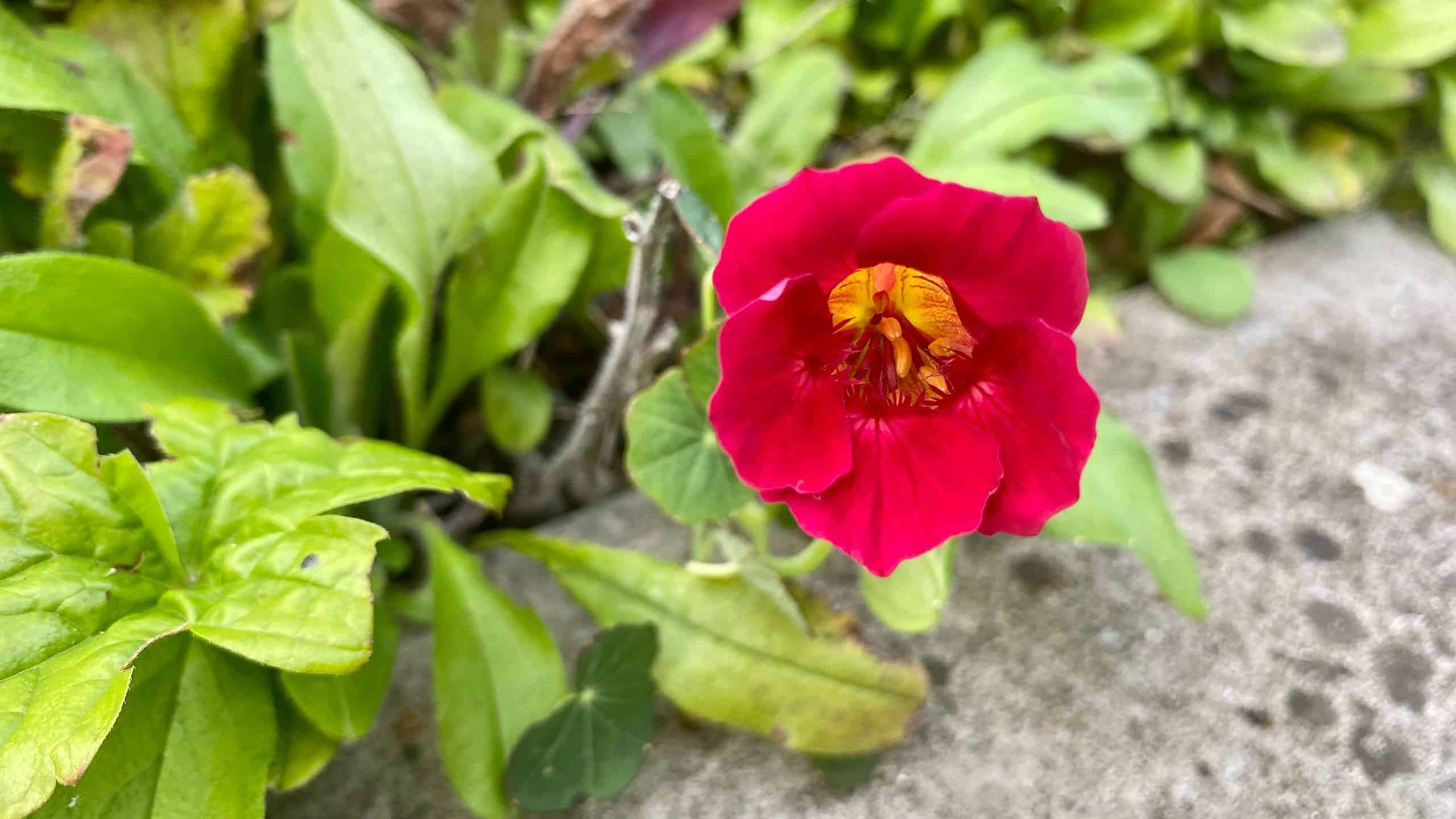 What To Do In The Garden In September garden-in-september-nasturtium