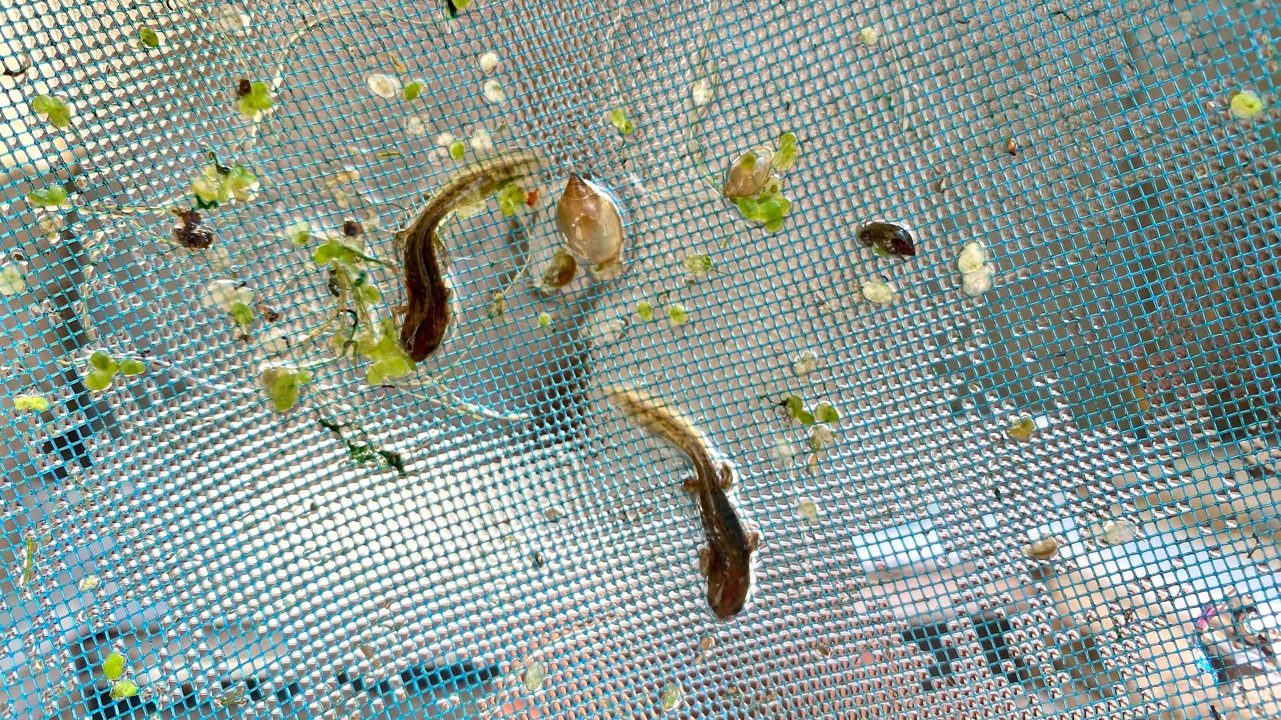 What To Do In The Garden In September garden-in-september-newts