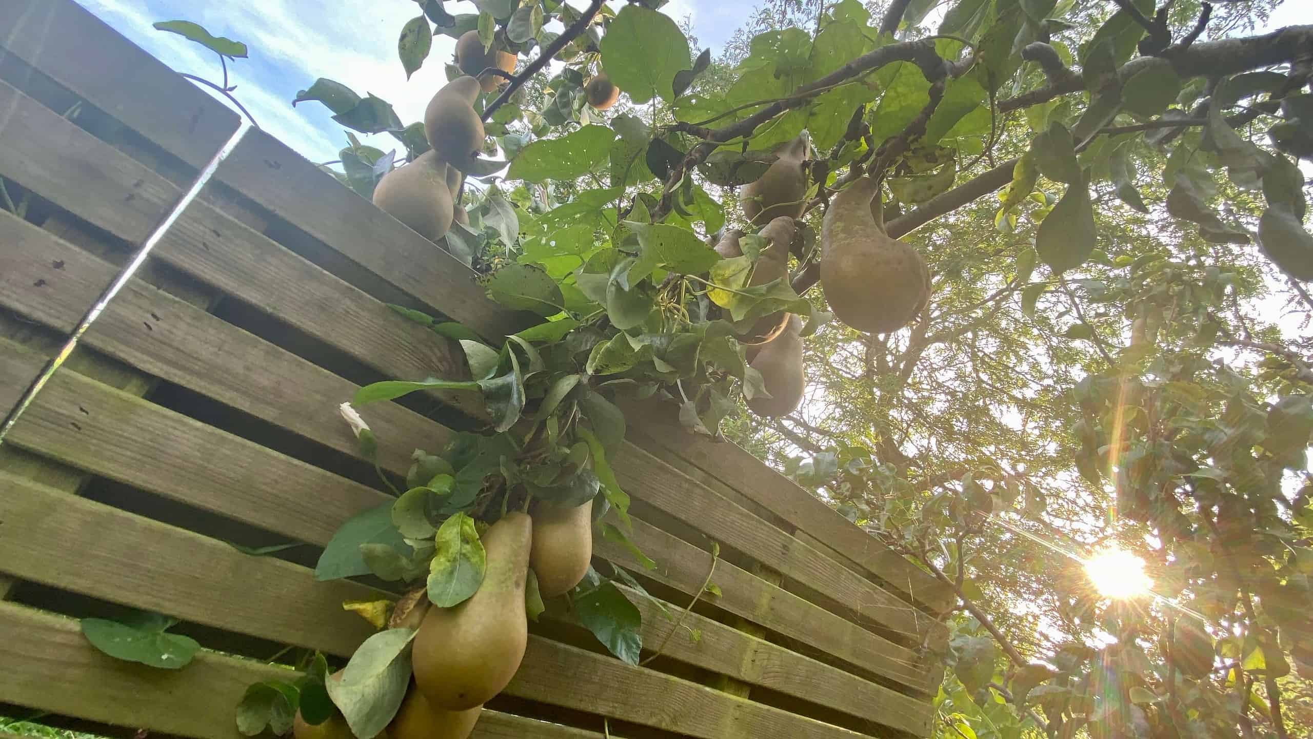 What To Do In The Garden In September garden-in-september-pears