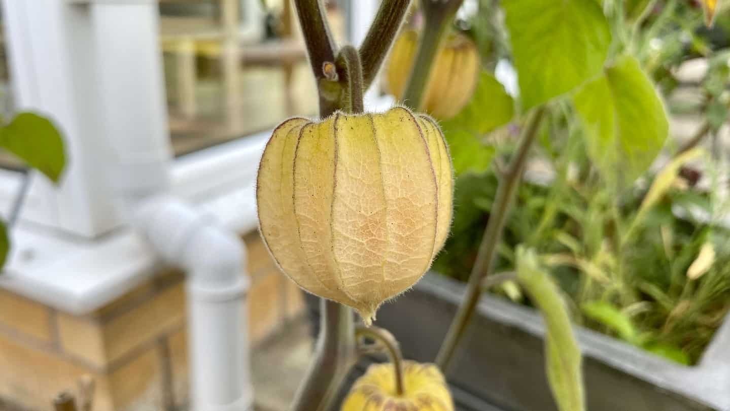 What To Do In The Garden In September garden-in-september-physalis