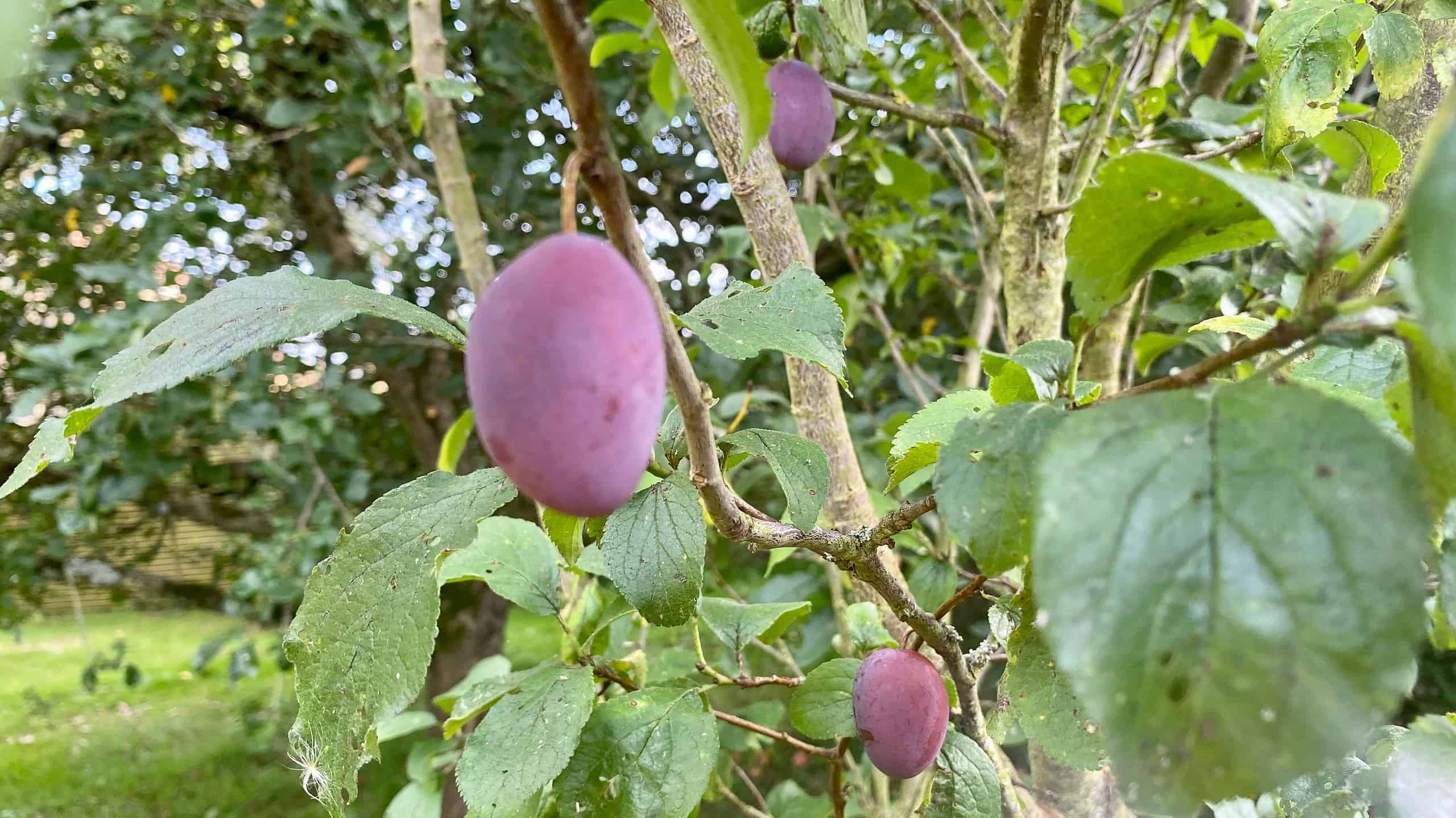 What To Do In The Garden In September garden-in-september-plums