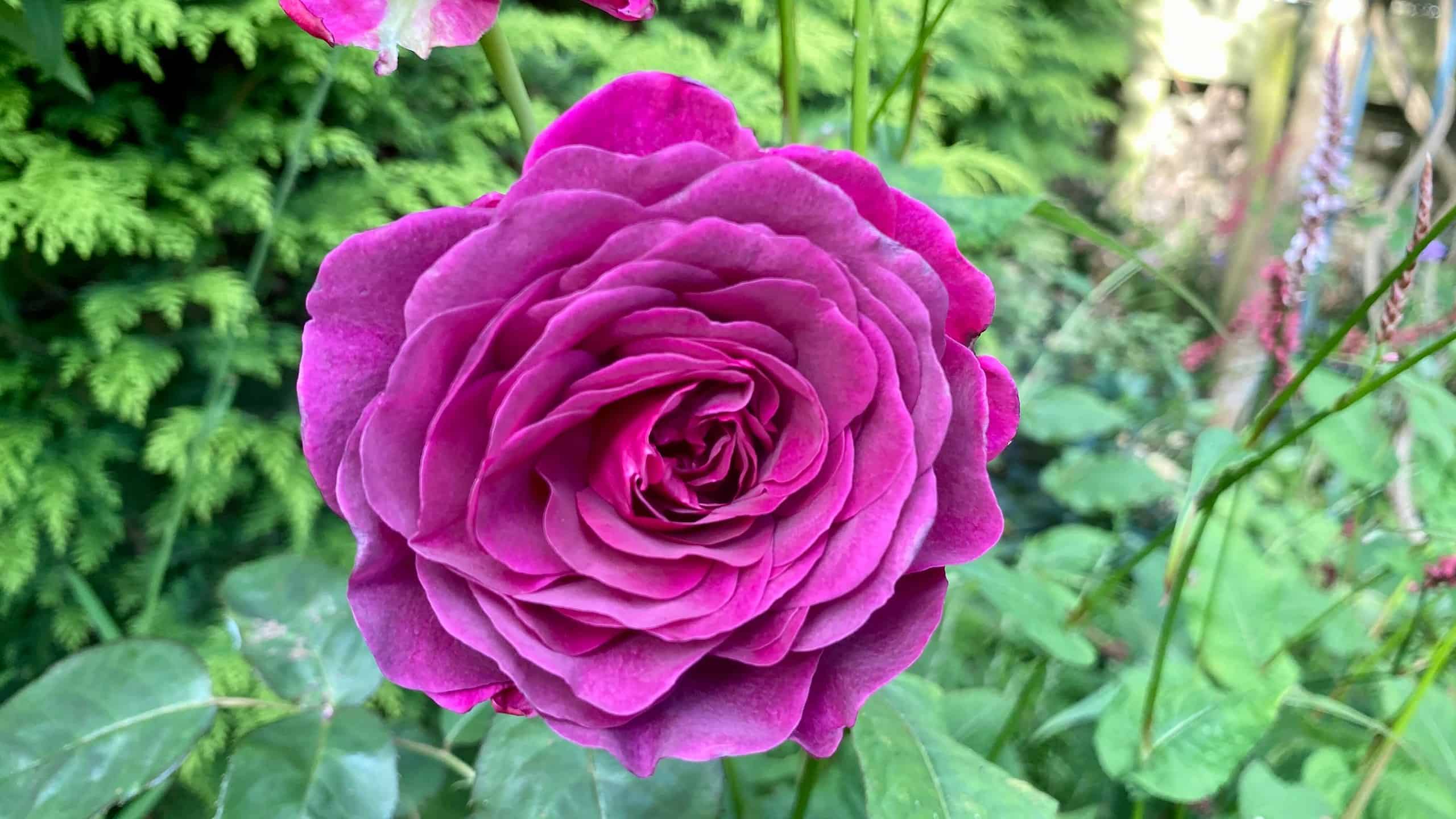 What To Do In The Garden In September garden-in-september-rose-purple